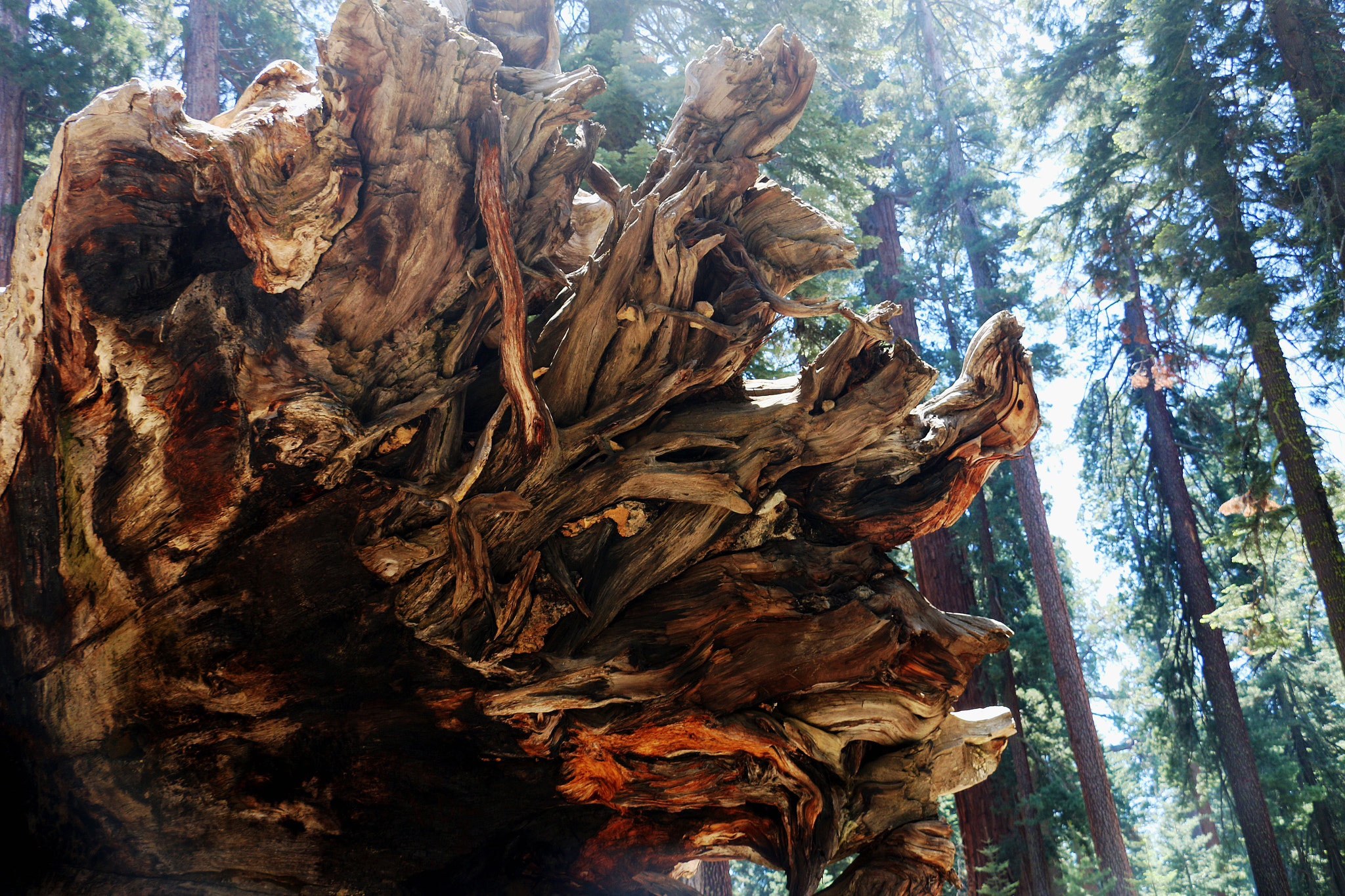 Canon EF-S 18-135mm F3.5-5.6 IS STM sample photo. Mariposa grove, ca redwood roots photography