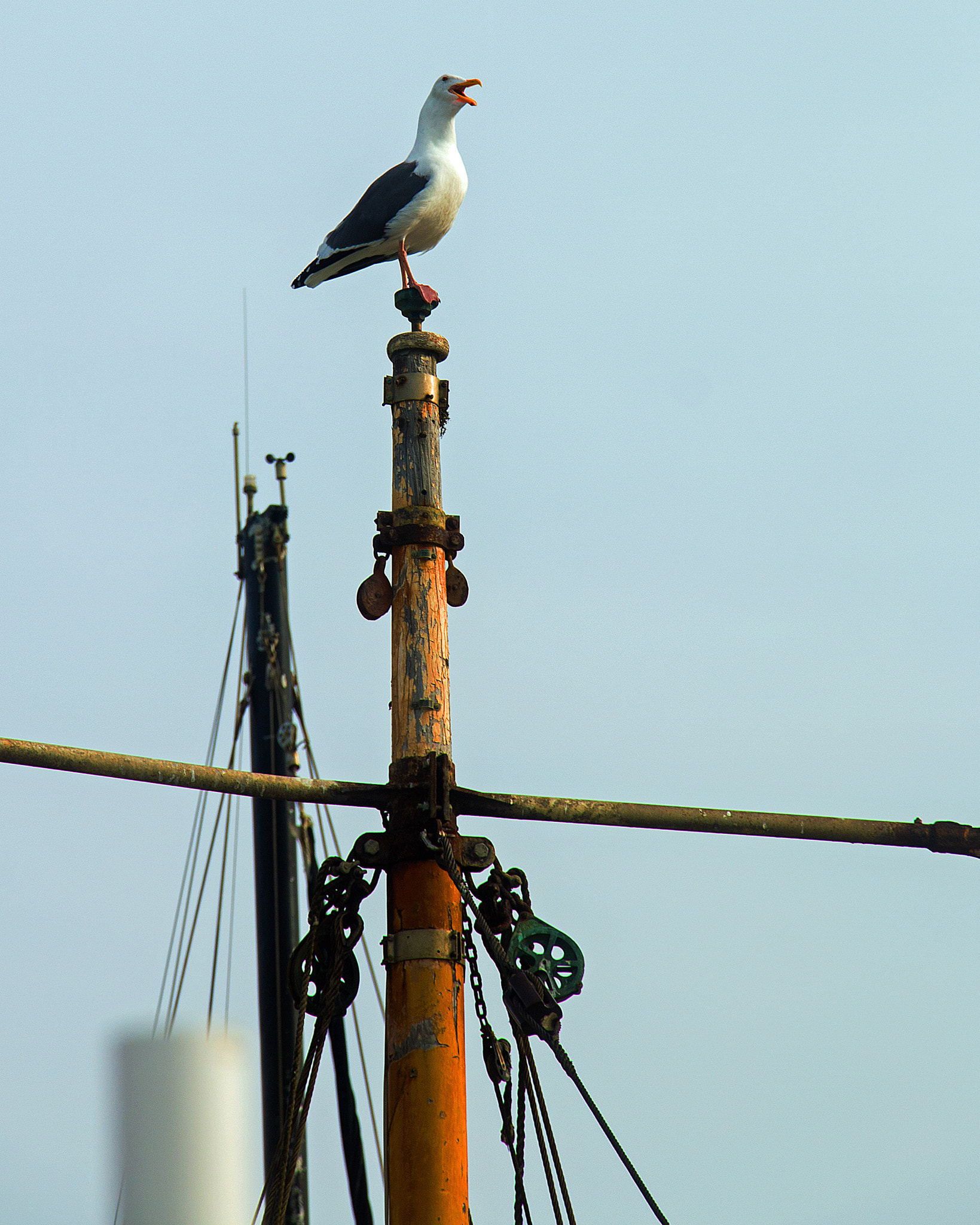 Canon EOS 70D + Canon EF-S 18-135mm F3.5-5.6 IS STM sample photo. Monterey bay, ca wharf photography