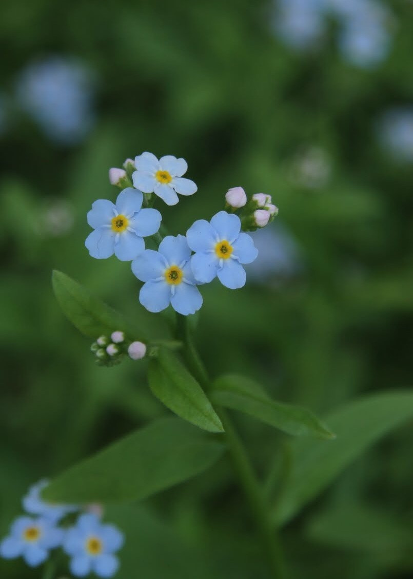 Canon EF-S 17-85mm F4-5.6 IS USM sample photo. Blue photography