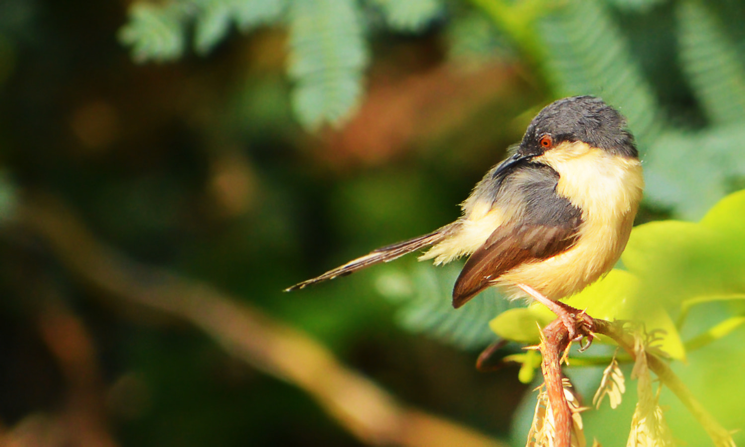 Nikon D5100 + Nikon AF Nikkor 20mm F2.8D sample photo. Common tailor bird photography