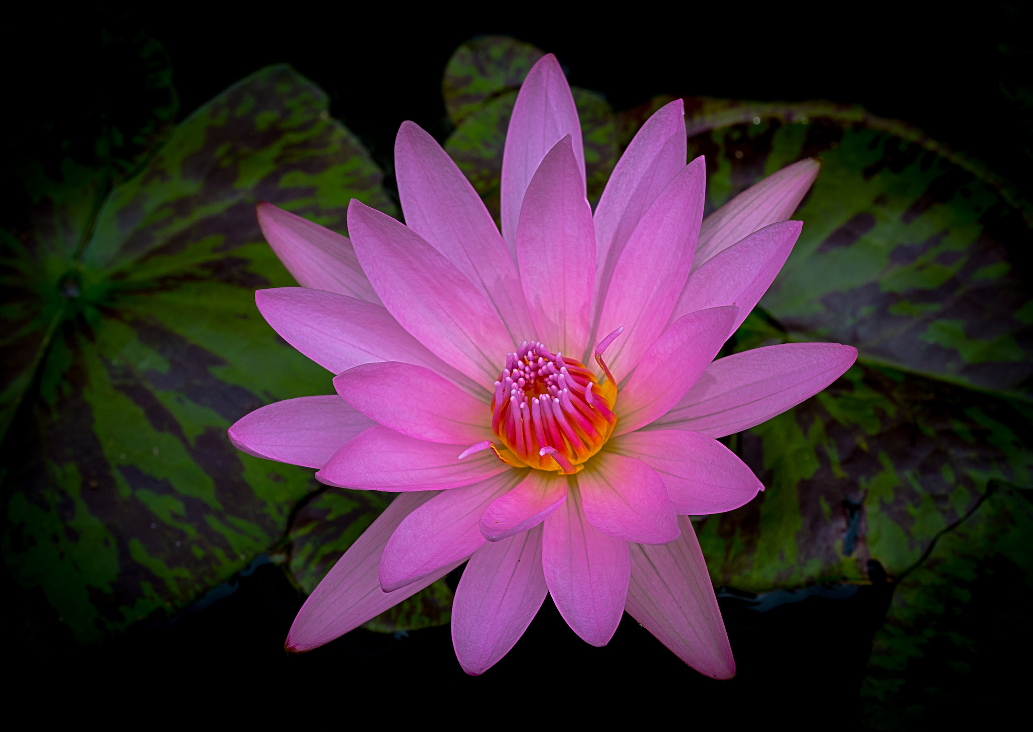 Sigma 150mm f/2.8 EX DG OS HSM APO Macro sample photo. Waterlilly photography