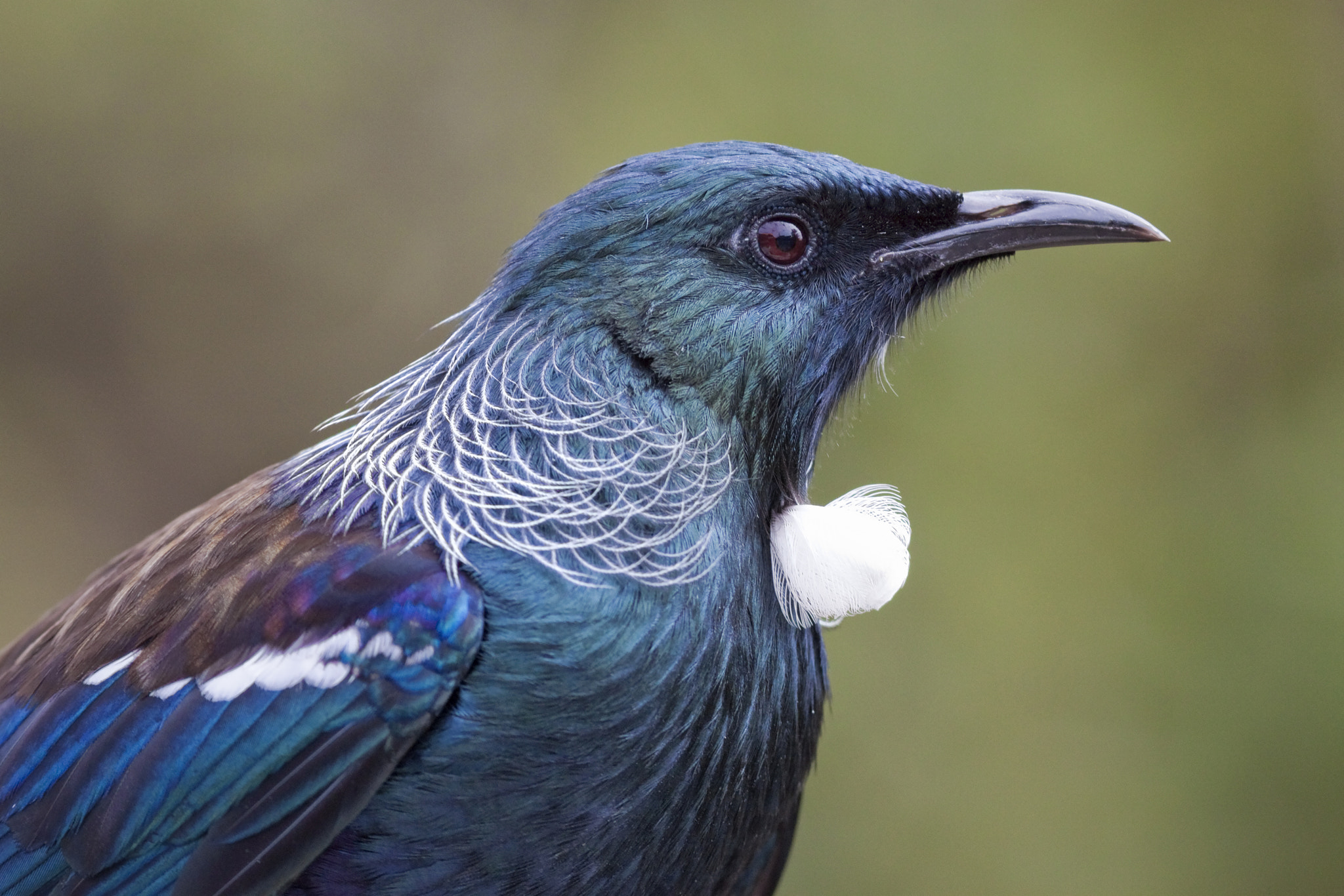 Canon EOS 50D + Canon EF 300mm F4L IS USM sample photo. Tui portrait photography