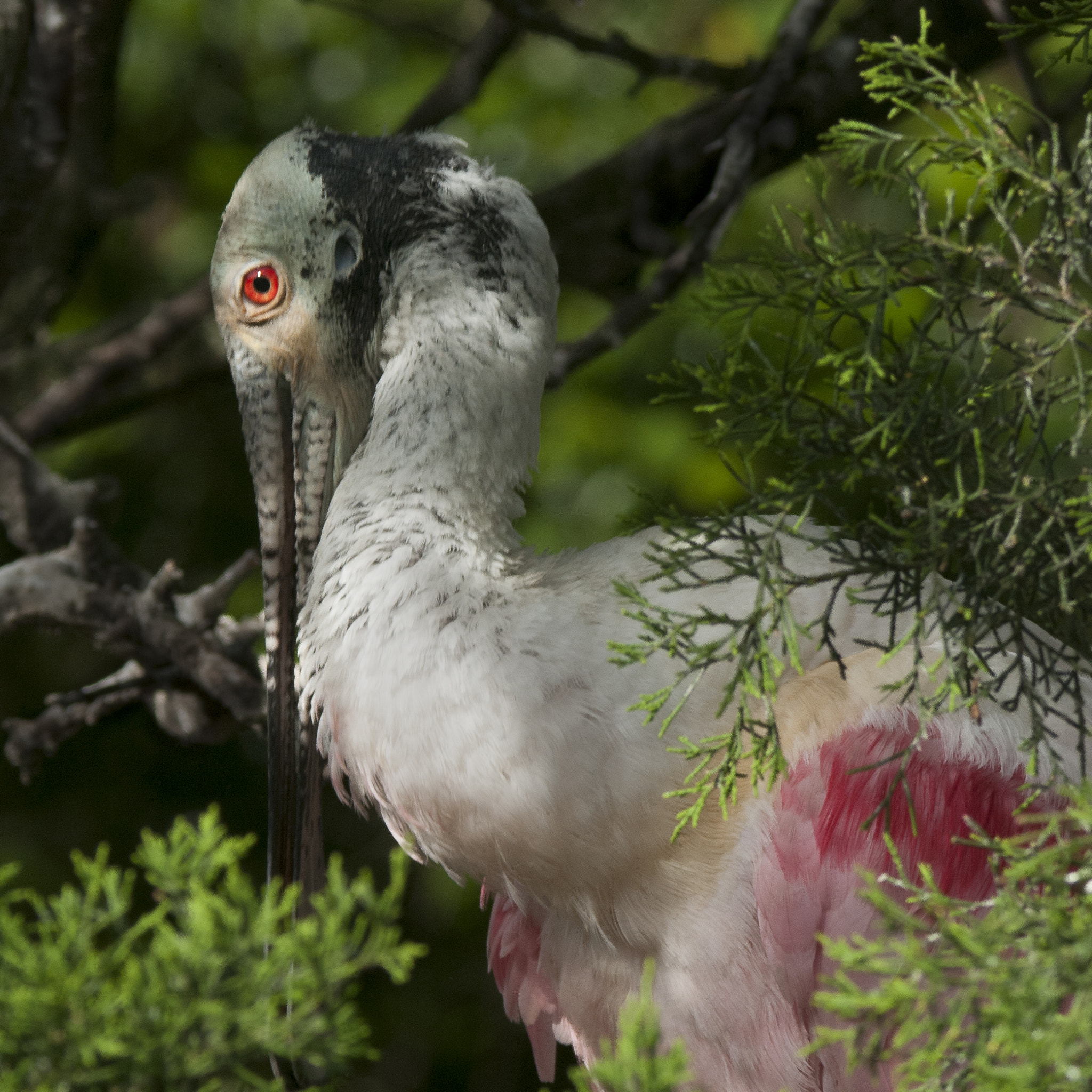 Nikon D300S sample photo. Coy - shy spoonbill photography