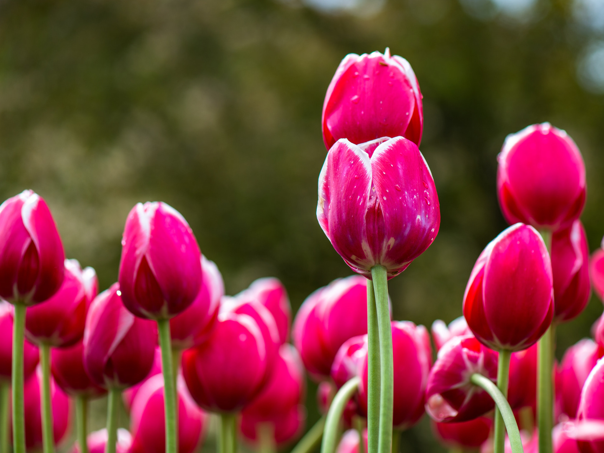 Nikon Df sample photo. Tulips photography