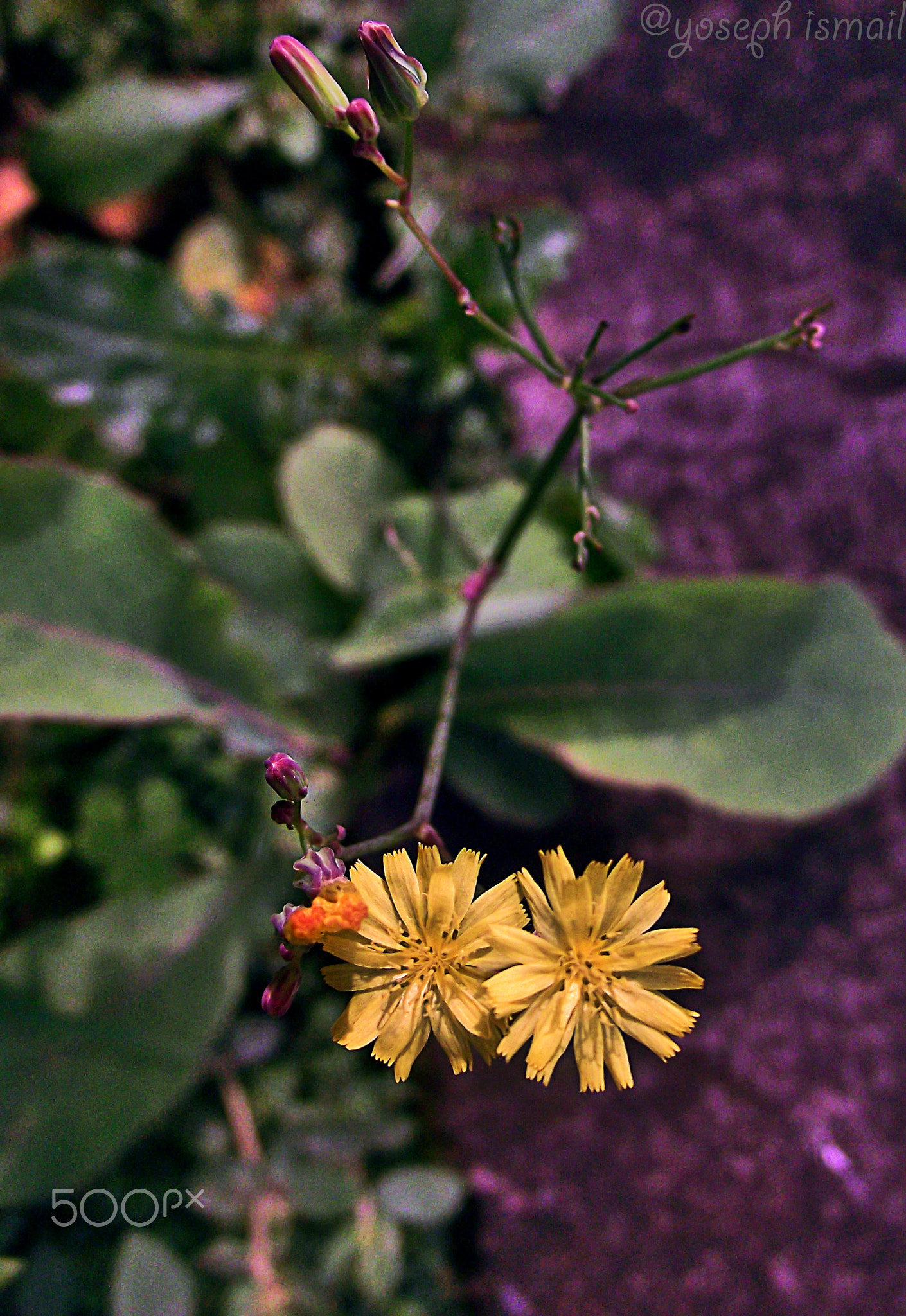 small blossom
