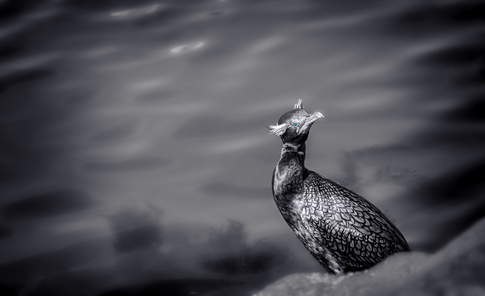 Canon EF 100-400mm F4.5-5.6L IS USM sample photo. Cormorant photography
