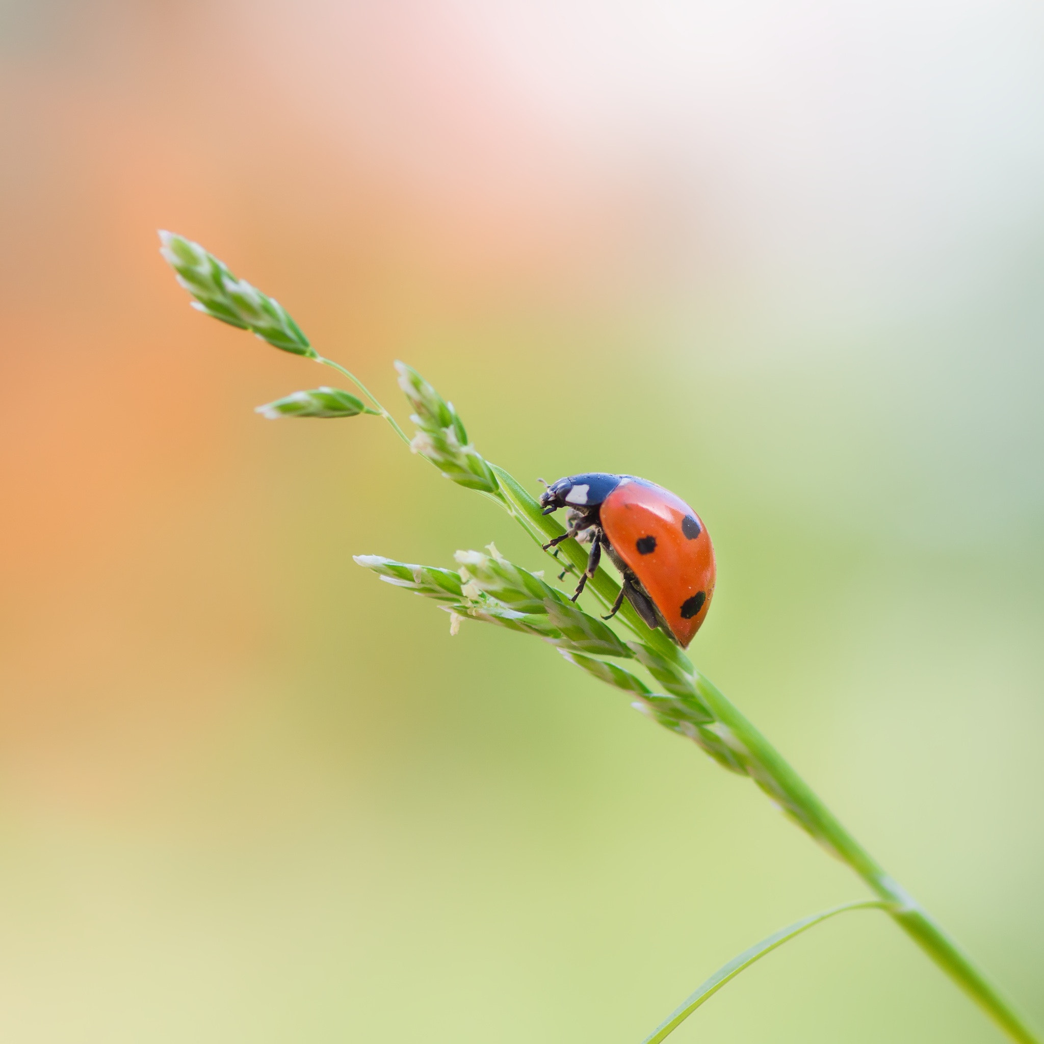 Pentax smc D-FA 100mm F2.8 Macro WR sample photo. Ladybug photography