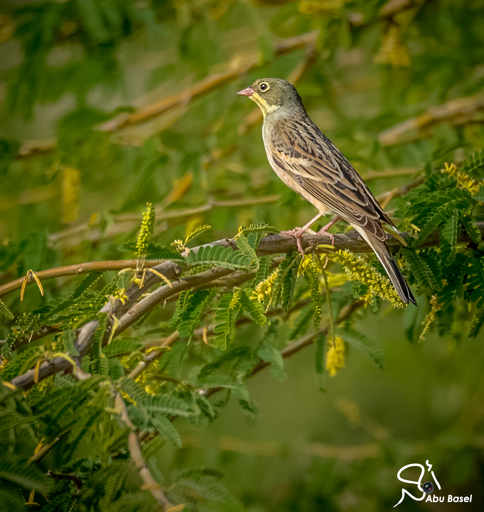 Sigma 150-600mm F5-6.3 DG OS HSM | S sample photo. Untitled photography