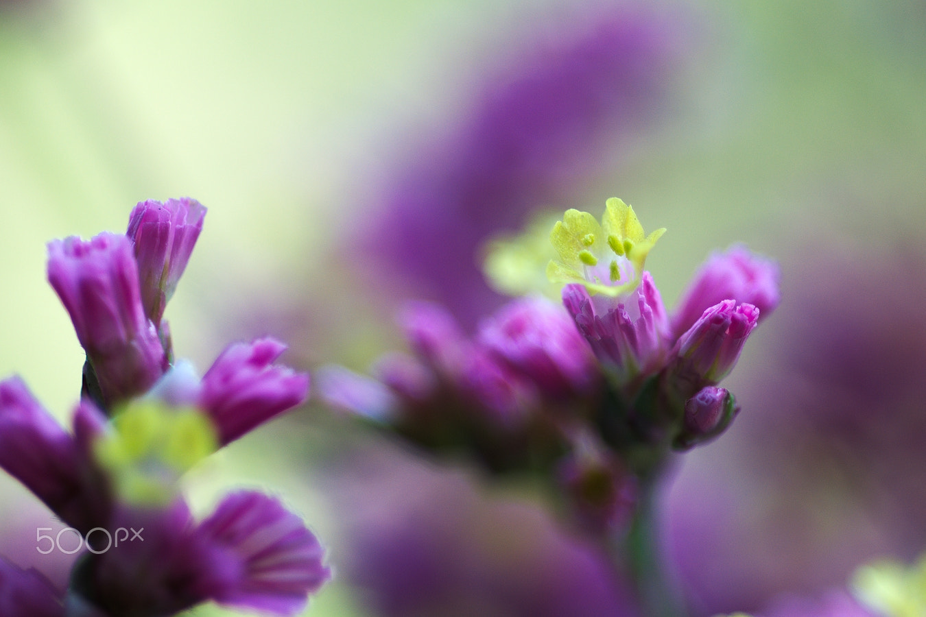 Nikon D40X + Nikon AF Micro-Nikkor 60mm F2.8D sample photo. Flower #23 photography