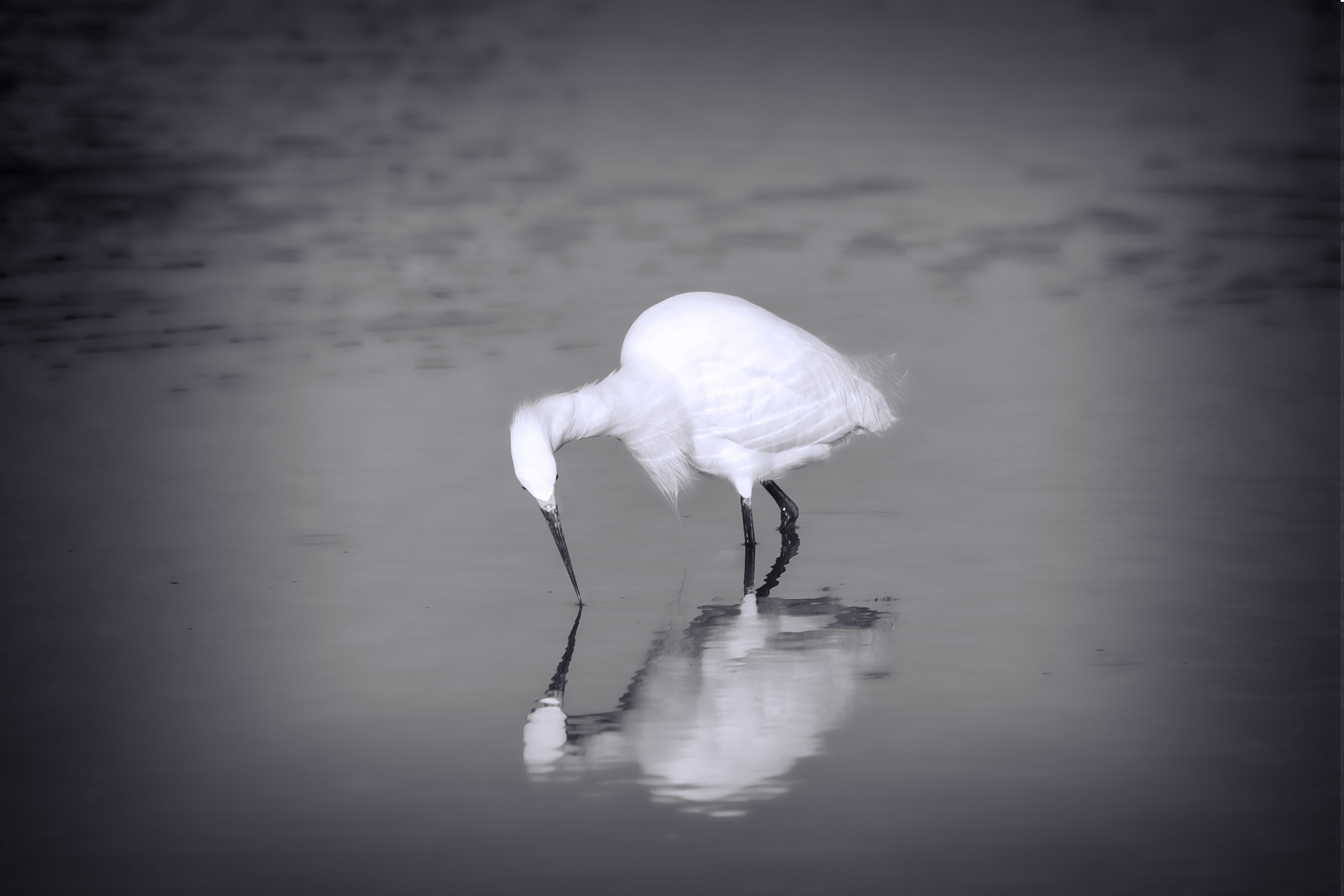 Canon EF 100-400mm F4.5-5.6L IS USM sample photo. Heron reflection photography