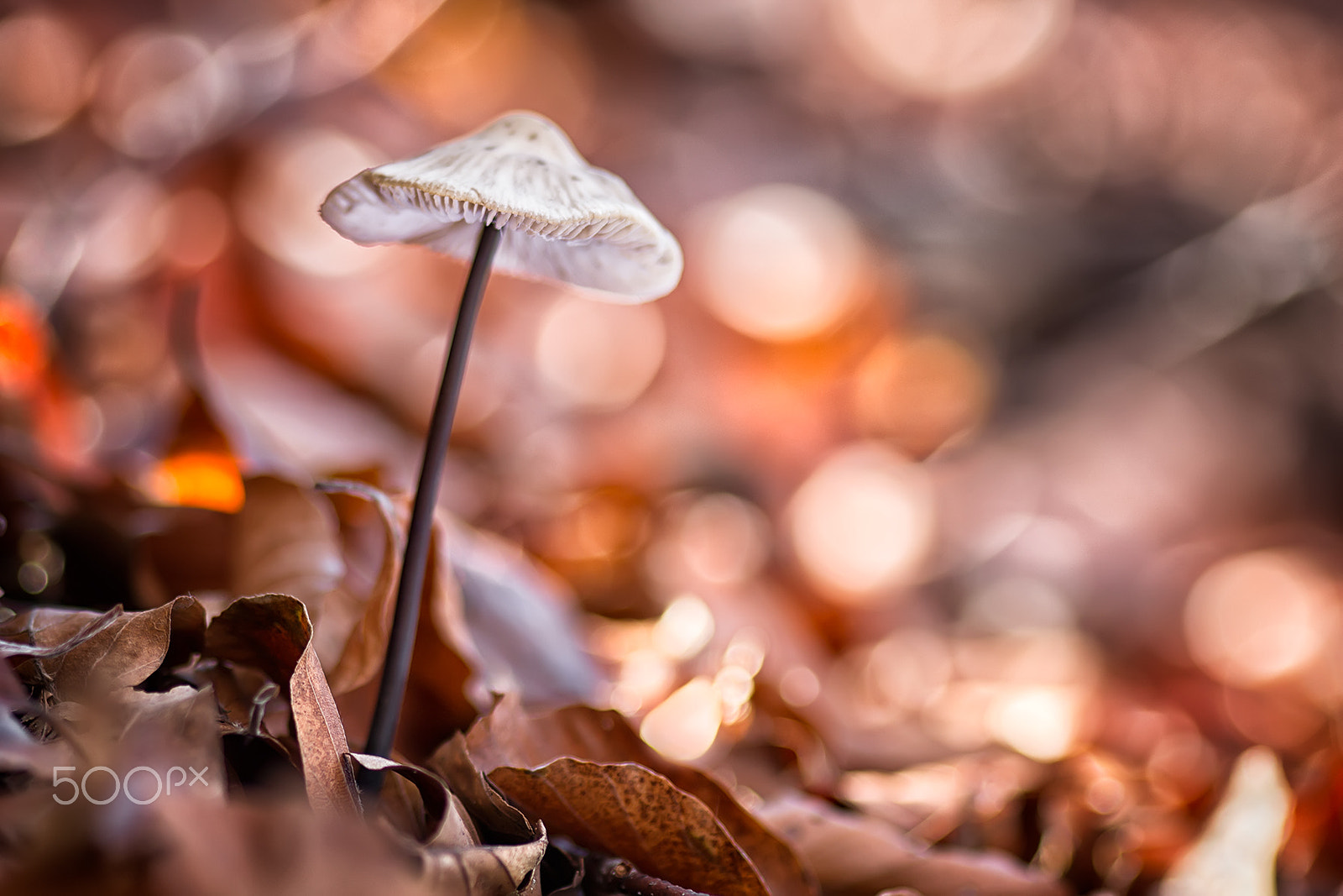 Canon EOS 70D + Sigma 105mm F2.8 EX DG Macro sample photo. Fiesta en el bosque photography
