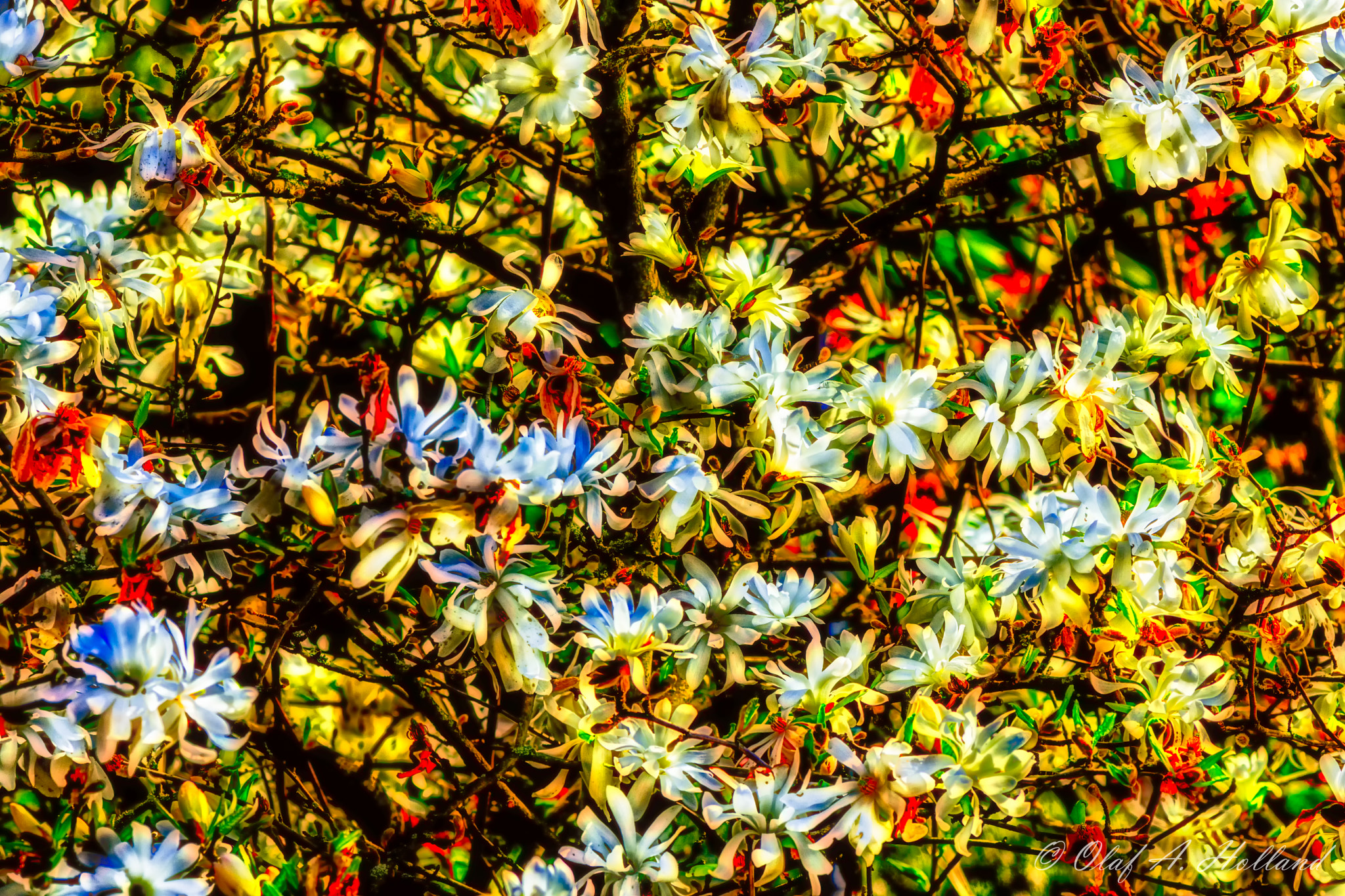 Nikon AF-S Nikkor 70-200mm F4G ED VR sample photo. Magnolias allover photography