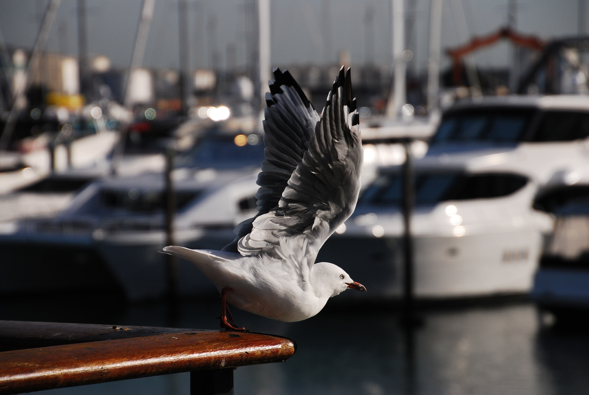 Nikon D80 sample photo. Fly photography