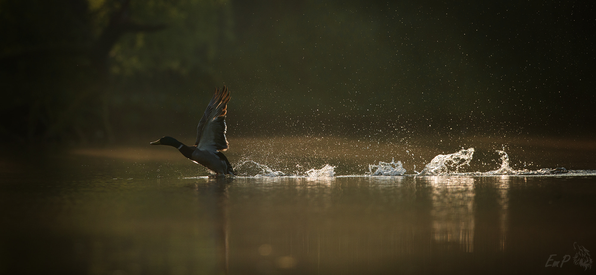 Nikon AF-S Nikkor 400mm F2.8G ED VR II sample photo. Taking flight photography