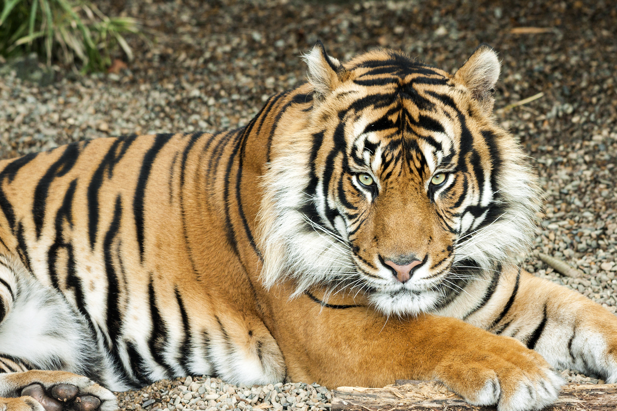 Canon EF 70-200mm F2.8L USM sample photo. Sumatran tiger.jpg photography