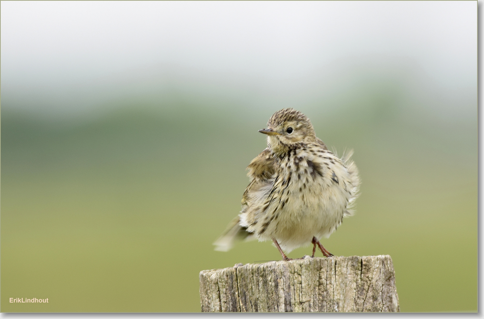 Sigma 150-600mm F5-6.3 DG OS HSM | C sample photo