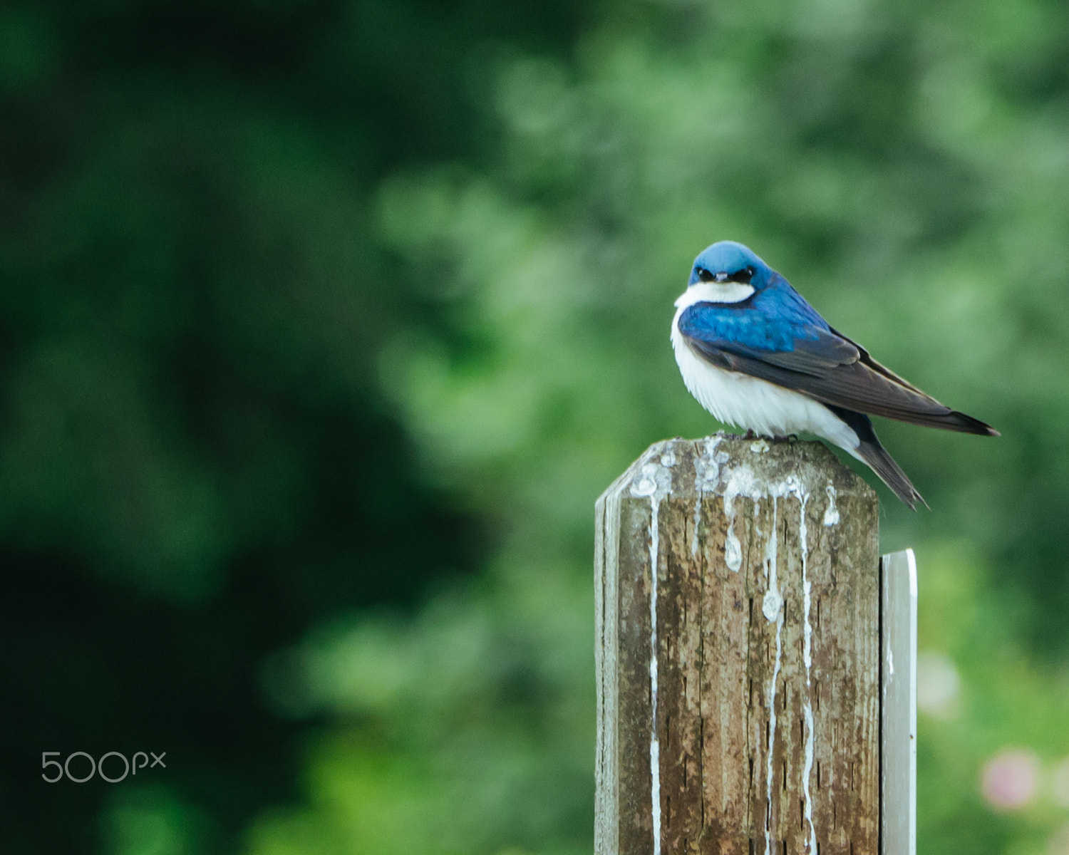 Panasonic Lumix DMC-GX1 sample photo. Morning encounter with the luminous deep-blue - tree-swallow photography
