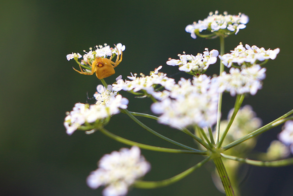 Canon EOS 650D (EOS Rebel T4i / EOS Kiss X6i) + Canon EF-S 18-135mm F3.5-5.6 IS STM sample photo. Yellow spider photography