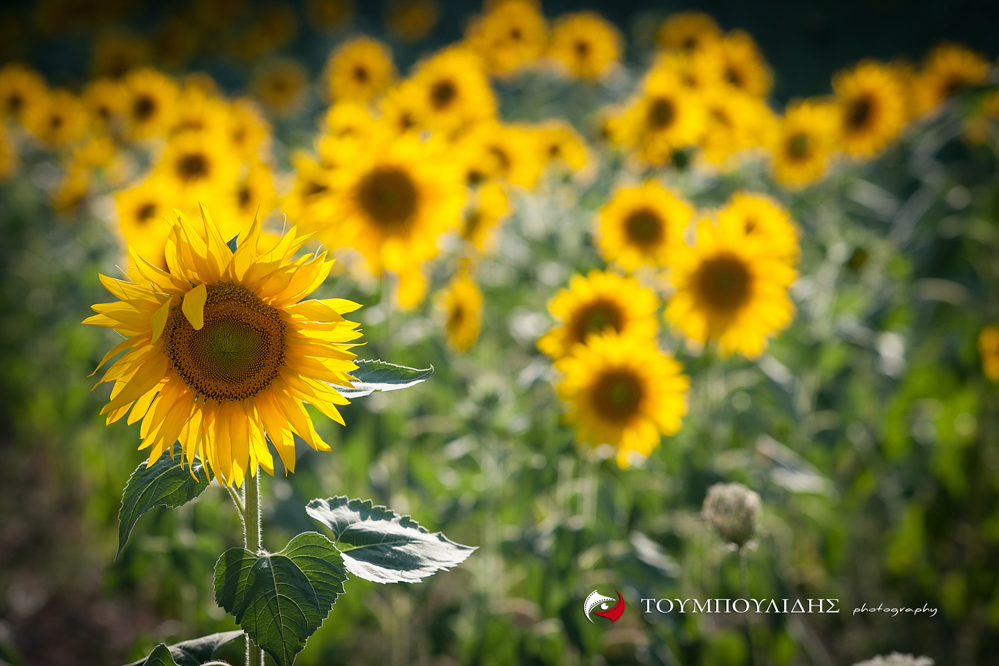 Canon EOS-1D Mark III sample photo. ΗΛΙΑΝΘΟΣ-sunflower photography