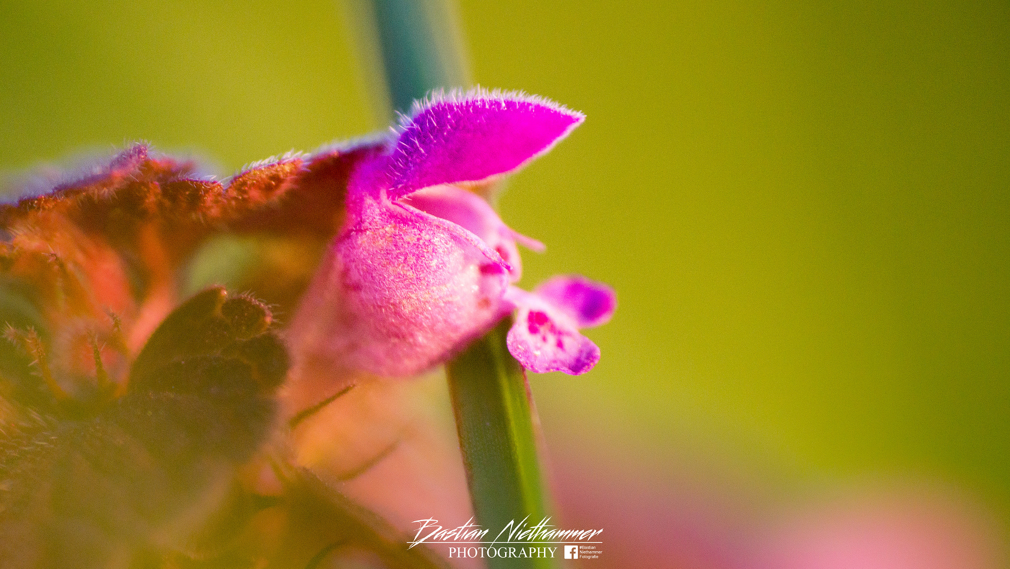 Sony SLT-A58 + Tokina EMZ M100 AF 100mm F3.5 sample photo. Macroflower photography