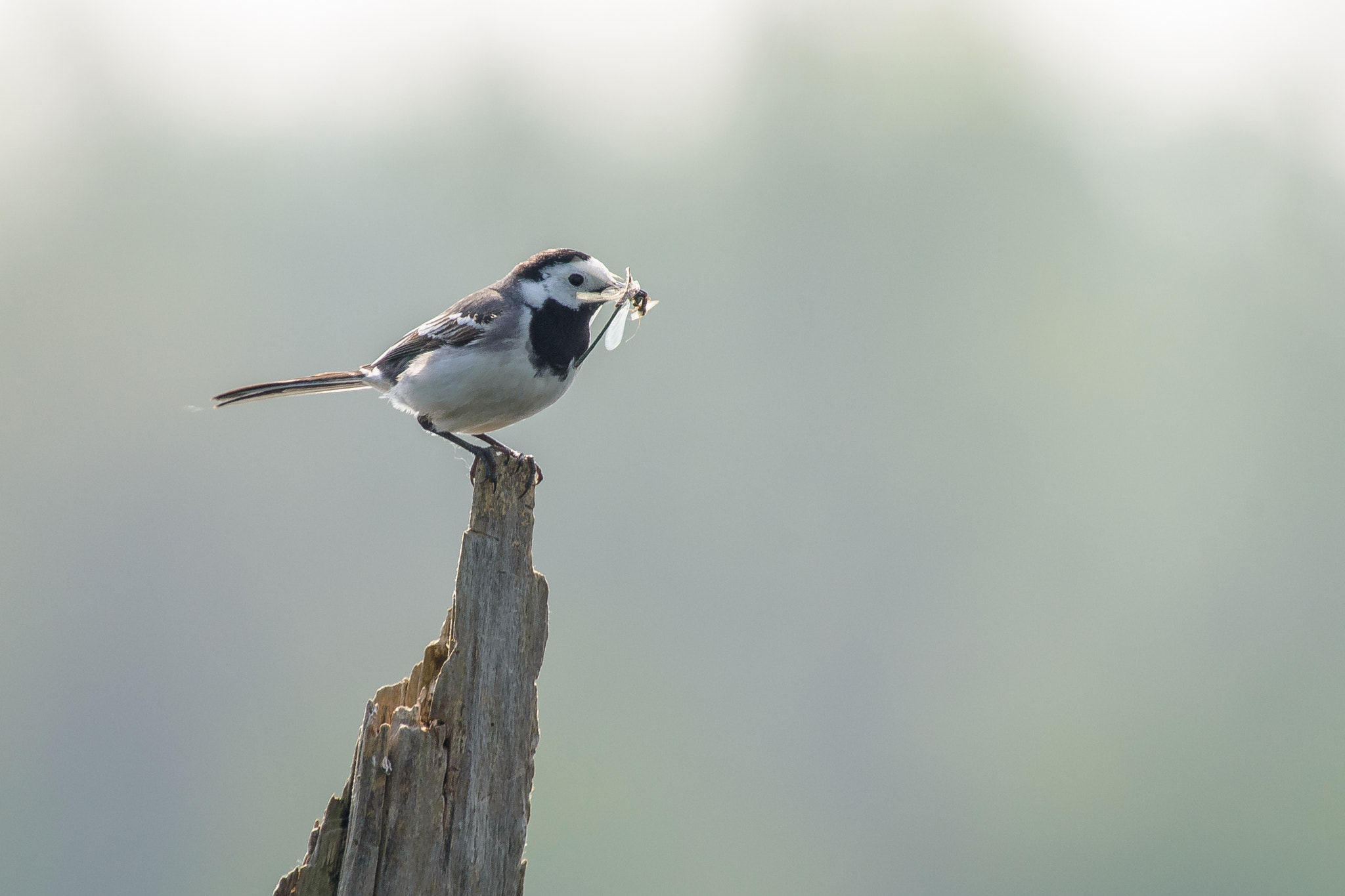 Nikon Nikkor AF-S 300mm F4E PF ED VR sample photo. Bergeronnette grise photography