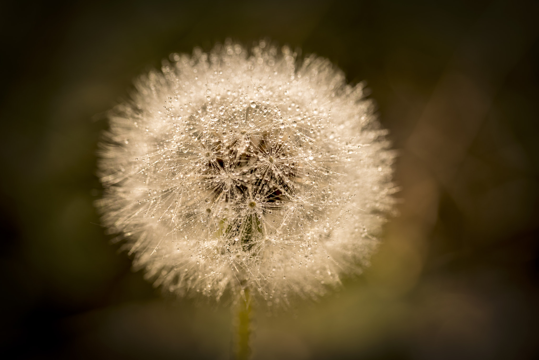 Sony a7R II + Canon EF 100mm F2.8L Macro IS USM sample photo. 蒲公英 photography