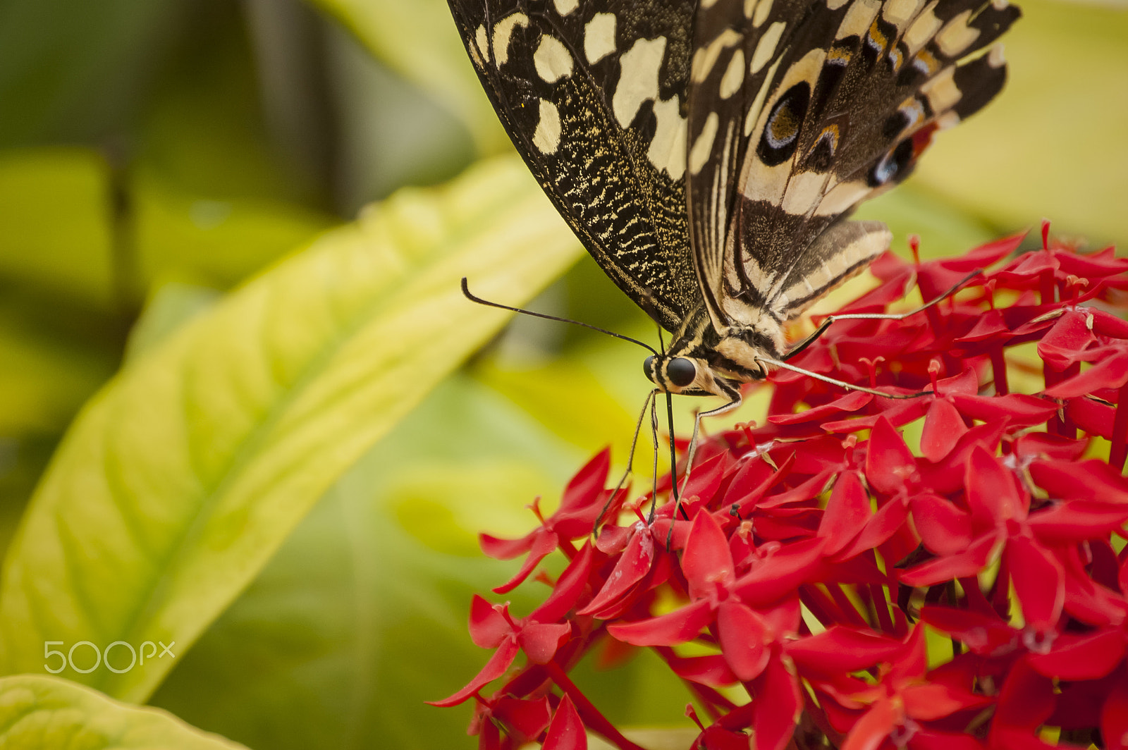 Nikon D70s sample photo. Butterfly (citrus swallowtail) on a flower. photography