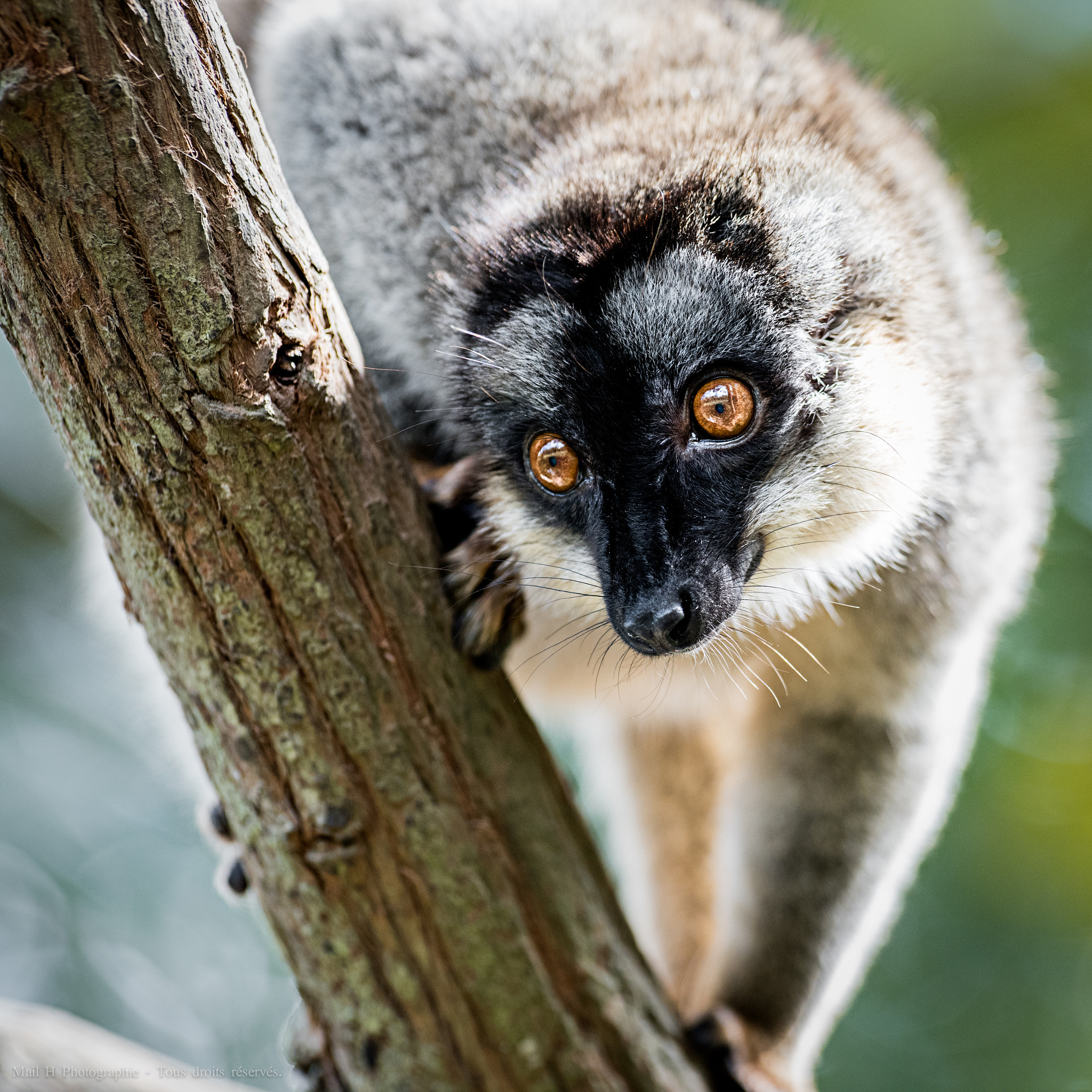 Nikon AF-S Nikkor 300mm F2.8G ED-IF VR sample photo. Brown lemur photography