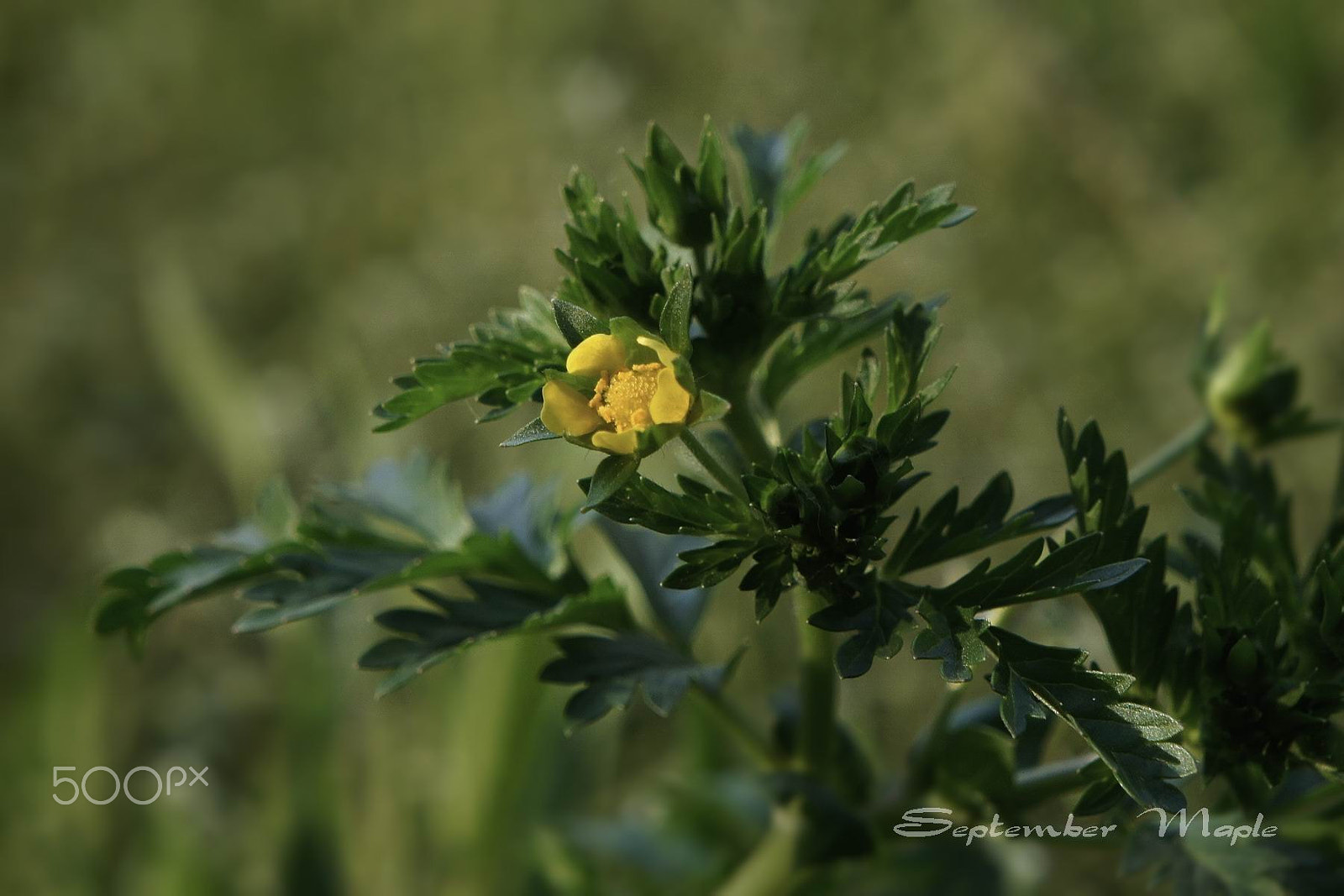 Sony NEX-5C sample photo. 野花小品 9 photography