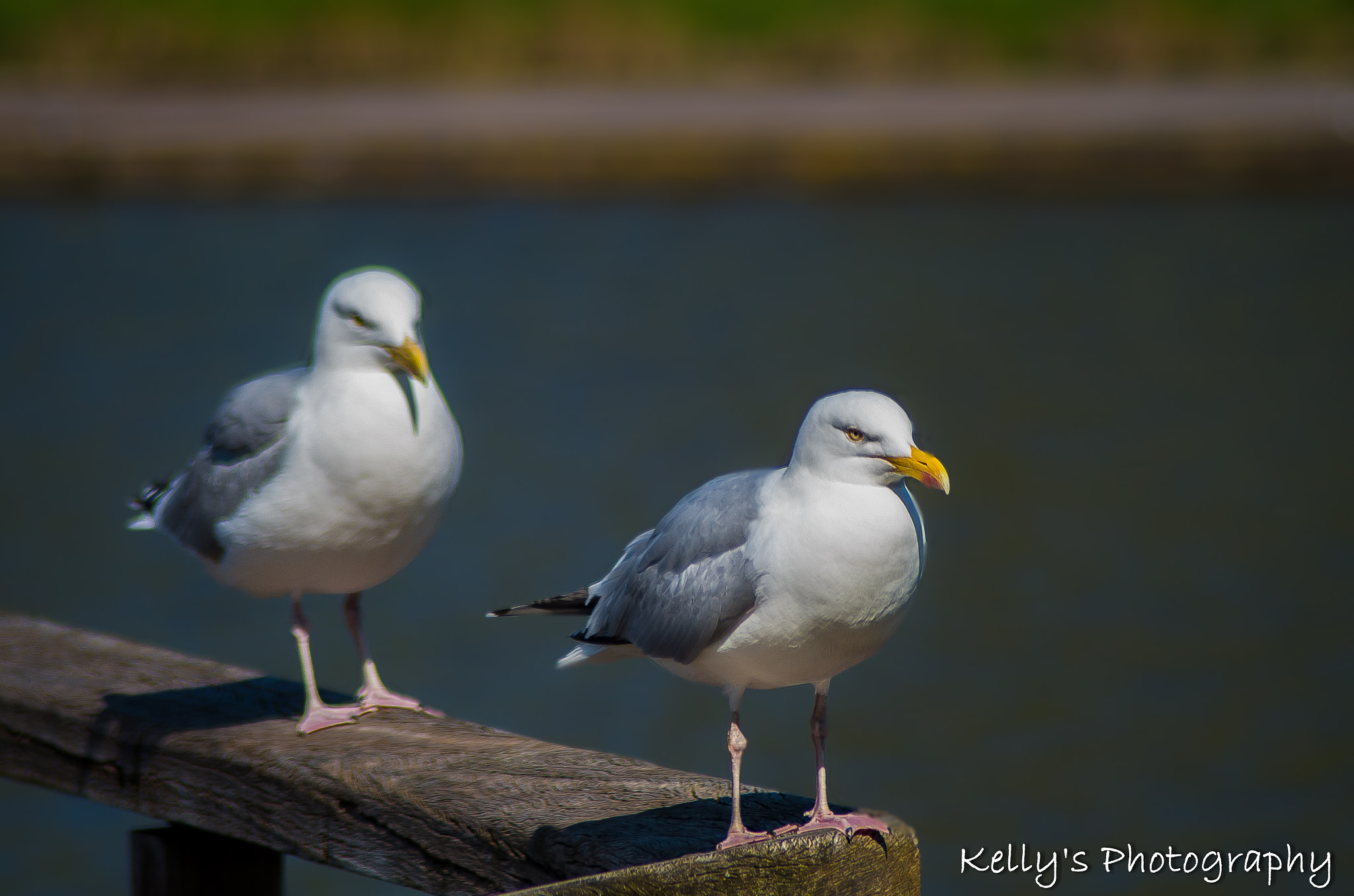 Tamron AF 70-300mm F4-5.6 Di LD Macro sample photo. European herring gull  photography