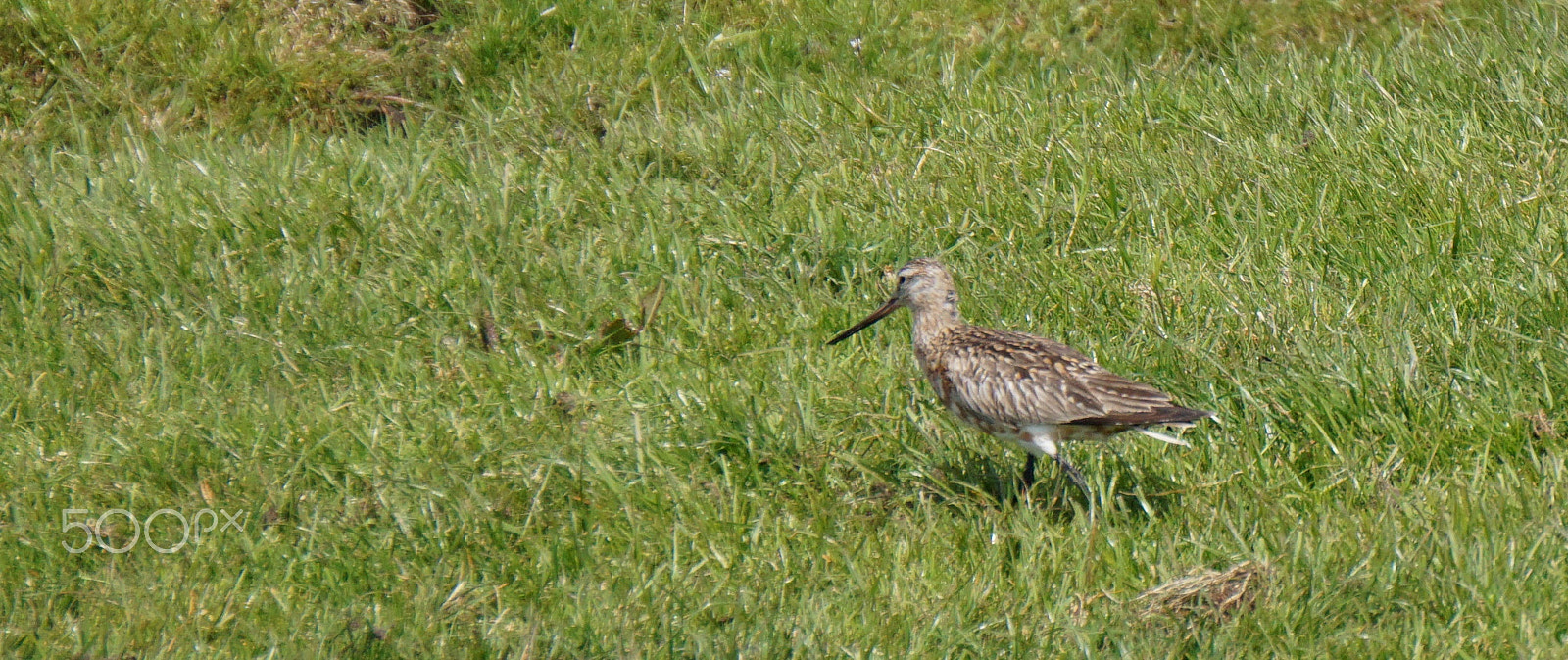 Sony E 55-210mm F4.5-6.3 OSS sample photo. Godwit photography
