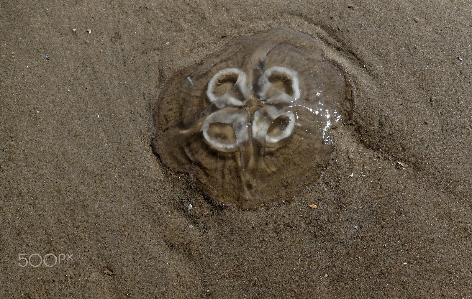 Sony Alpha a5000 (ILCE 5000) + ZEISS Touit 12mm F2.8 sample photo. Jellyfish 2 photography