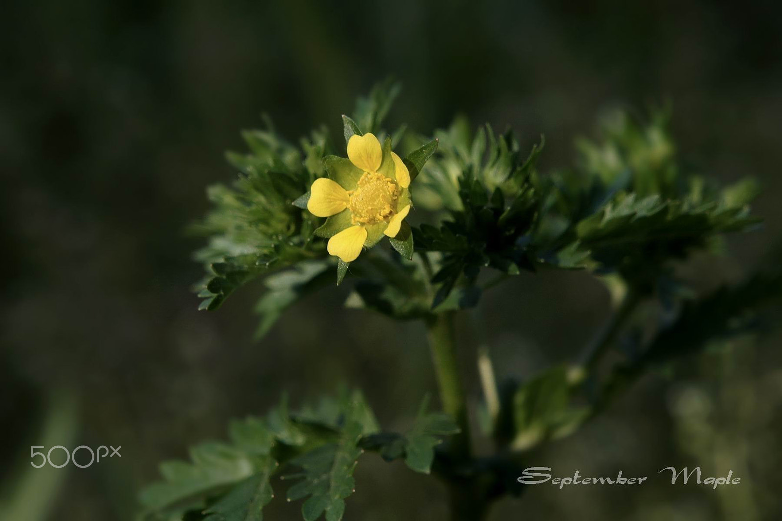 Sony NEX-5C sample photo. 野花小品 10 photography