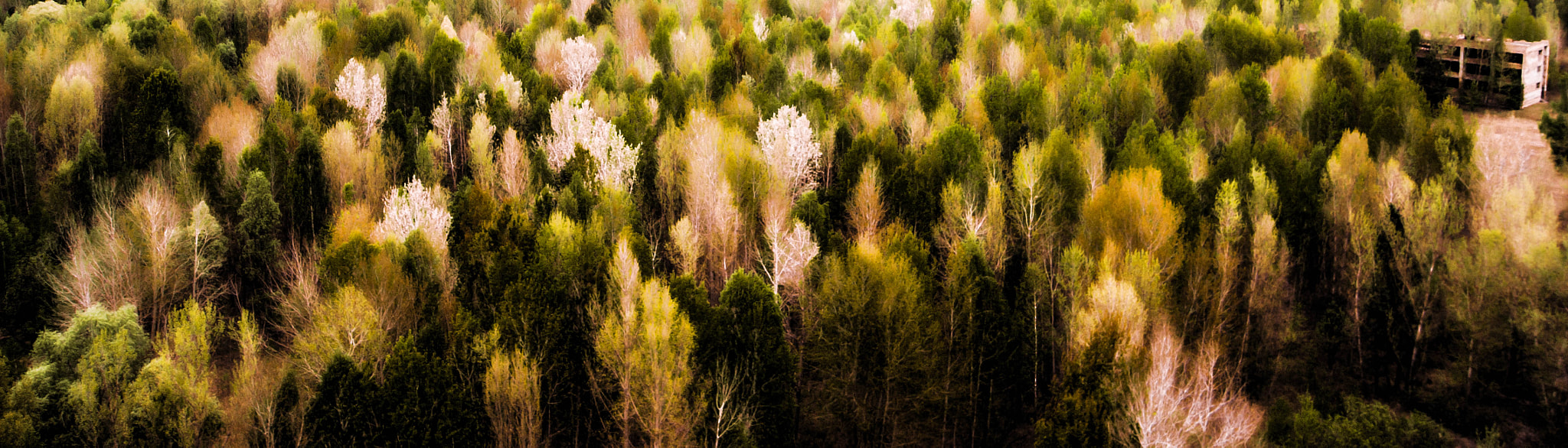 Sony Alpha DSLR-A350 + Sony DT 18-55mm F3.5-5.6 SAM sample photo. Chernobyl forest photography