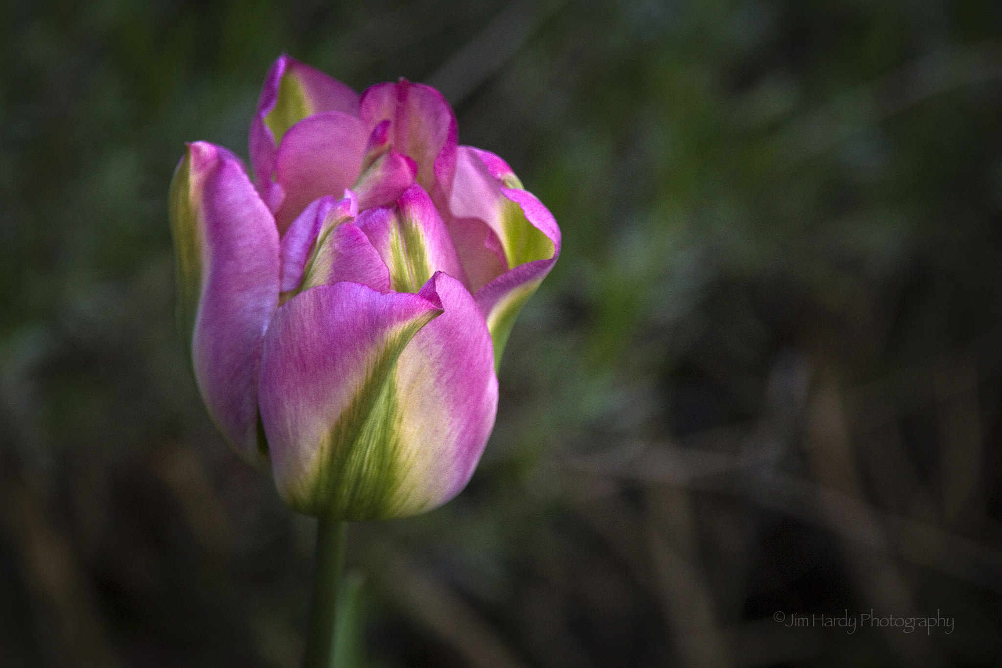 Canon EOS 550D (EOS Rebel T2i / EOS Kiss X4) sample photo. Subtle photography
