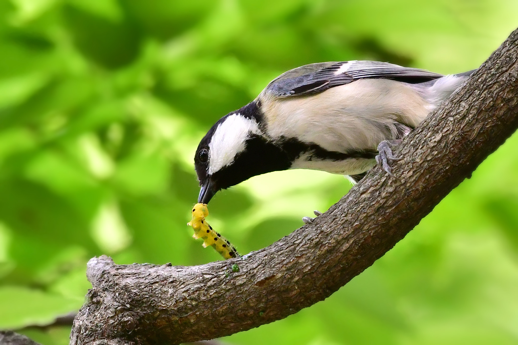 Nikon D500 + AF Nikkor 50mm f/1.4 sample photo. Great tit photography