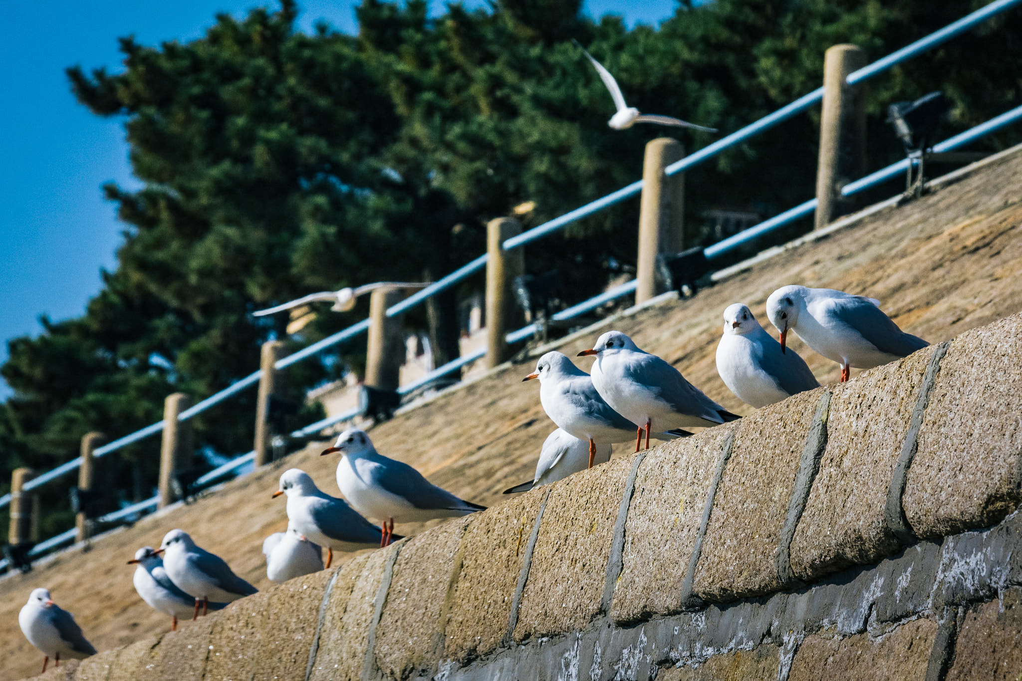 Canon EOS 40D sample photo. Stand in a row photography
