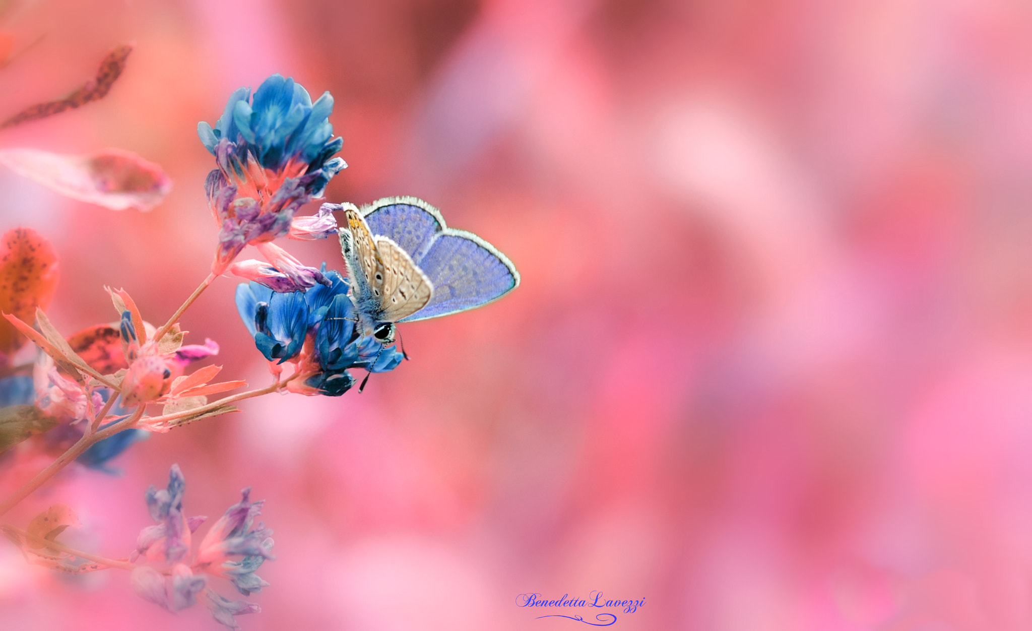 Sigma 105mm F2.8 EX DG OS HSM sample photo. Pink photography