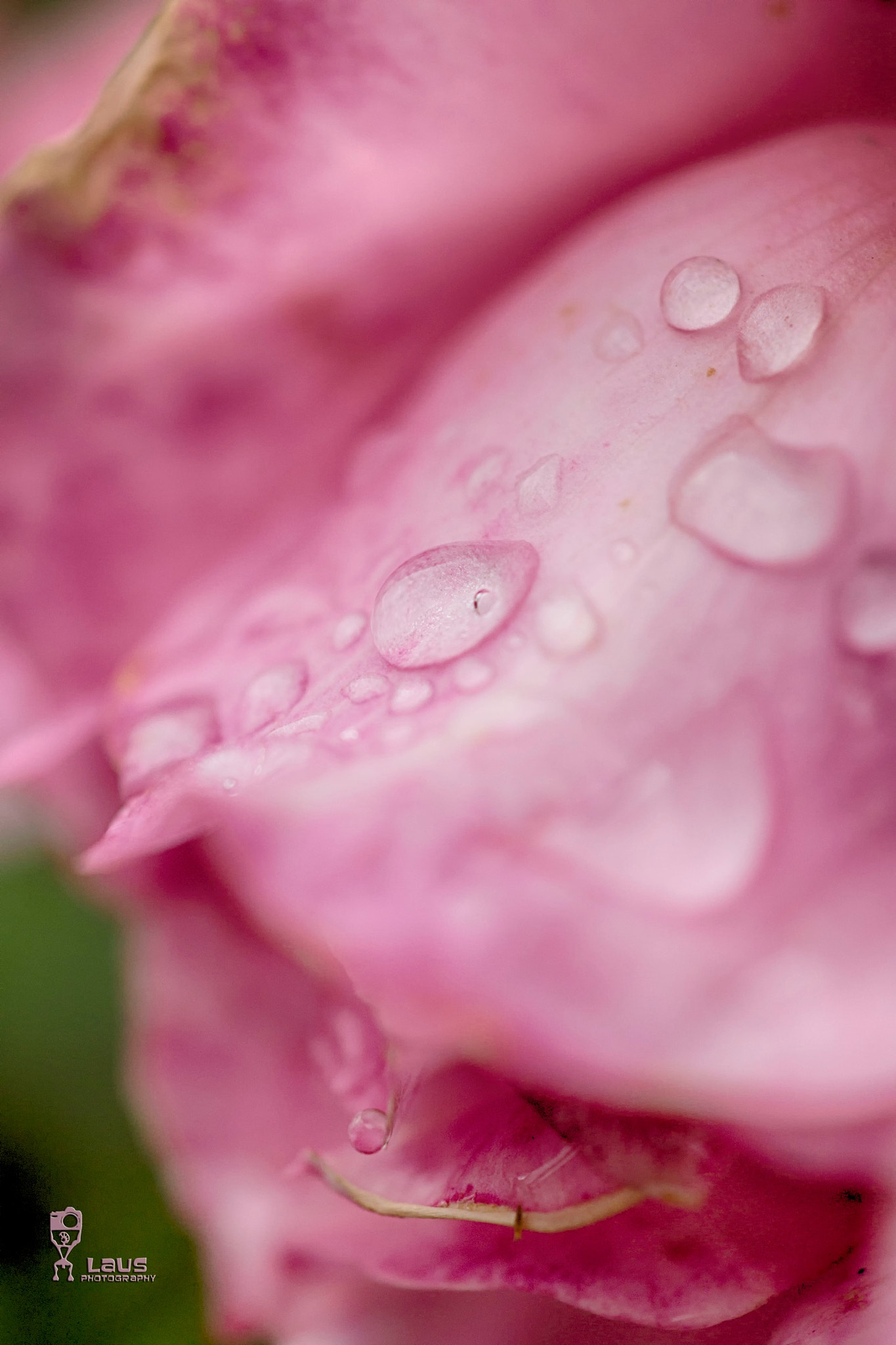 Sony 50mm F2.8 Macro sample photo. Pink rose photography