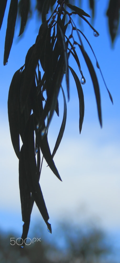Canon EF-S 18-55mm F3.5-5.6 sample photo. Morning drops photography