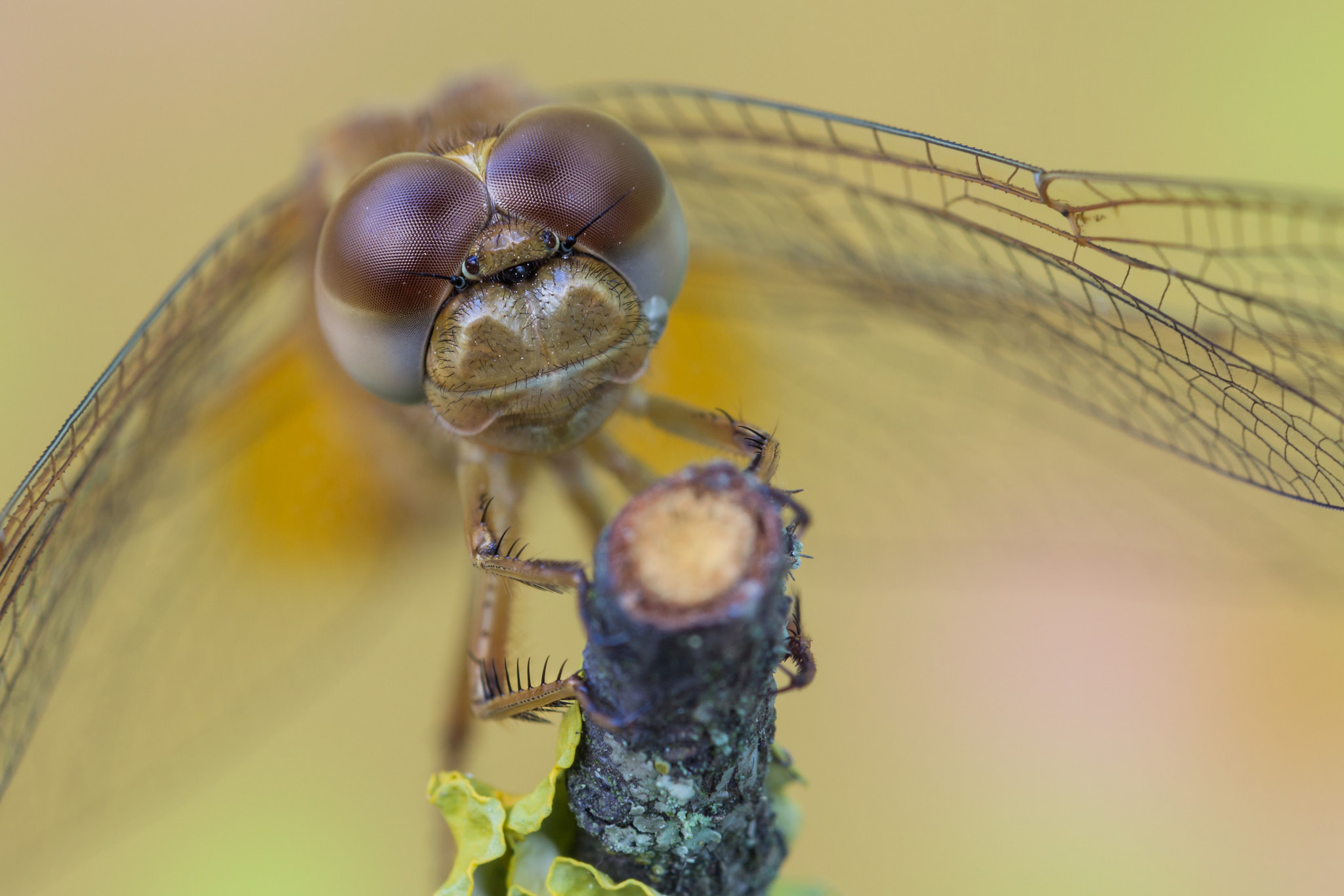 Tamron SP AF 180mm F3.5 Di LD (IF) Macro sample photo. Angelina photography