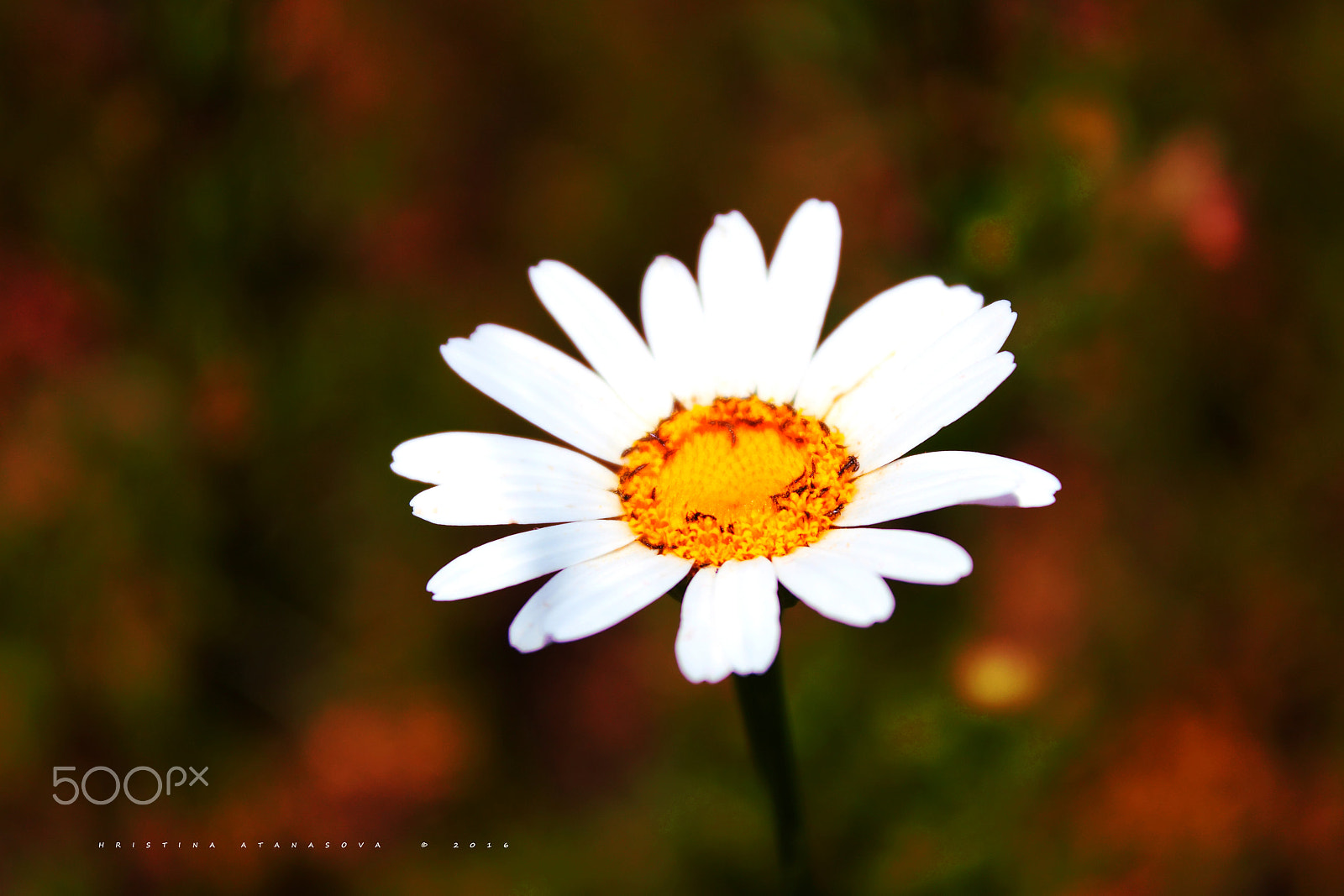 Canon EF-S 18-55mm F3.5-5.6 IS sample photo. Just a daisy... photography