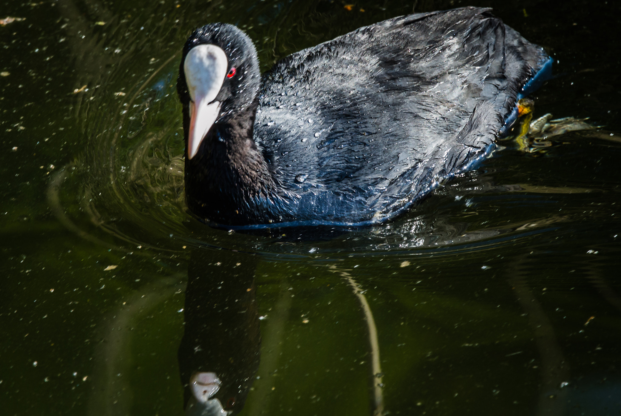 Canon EF 70-200mm F4L IS USM sample photo. Ralle photography