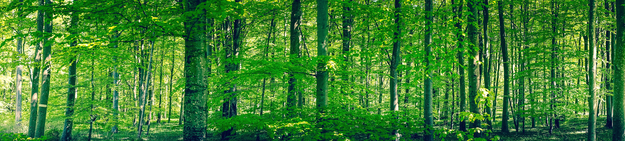 Sony a7R + Minolta AF 50mm F1.4 [New] sample photo. Beech forest in the spring photography