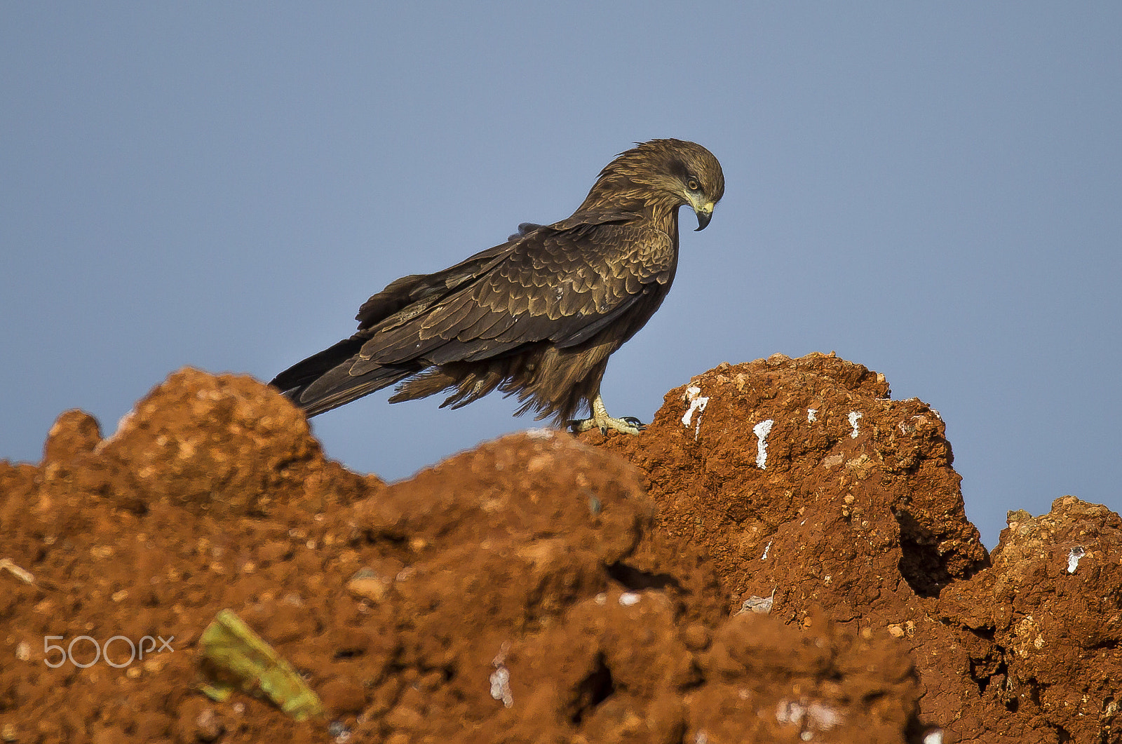 150-600mm F5-6.3 DG OS HSM | Sports 014 sample photo. To be or not to be???? photography