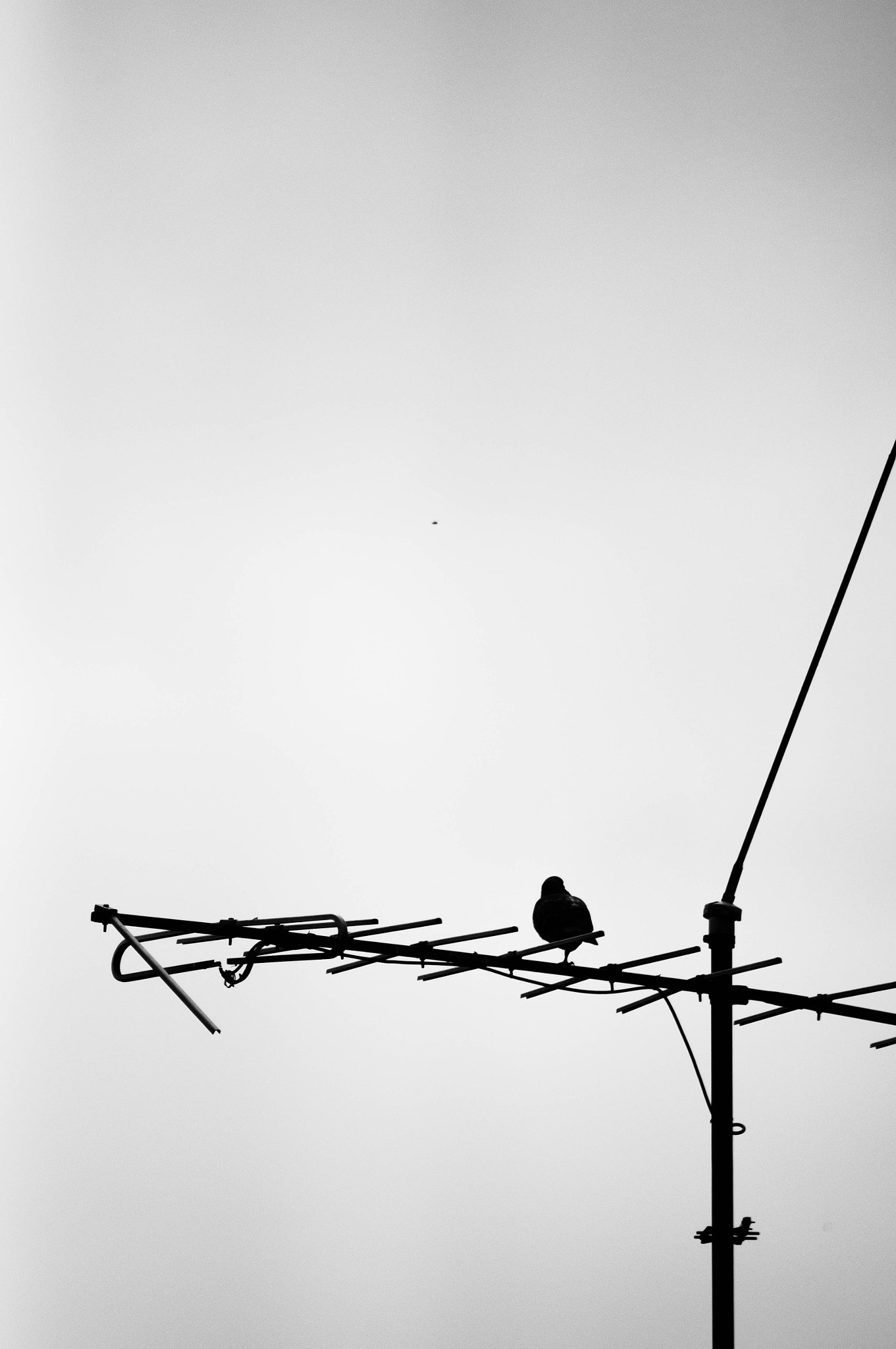 Sony 75-300mm F4.5-5.6 sample photo. Adams family pigeon photography