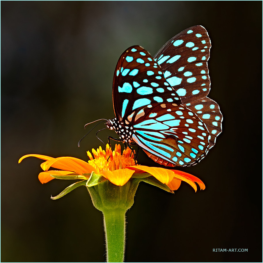 Canon EF 100-400mm F4.5-5.6L IS USM sample photo. Blue dream-blue tiger butterfly / Бабочка photography