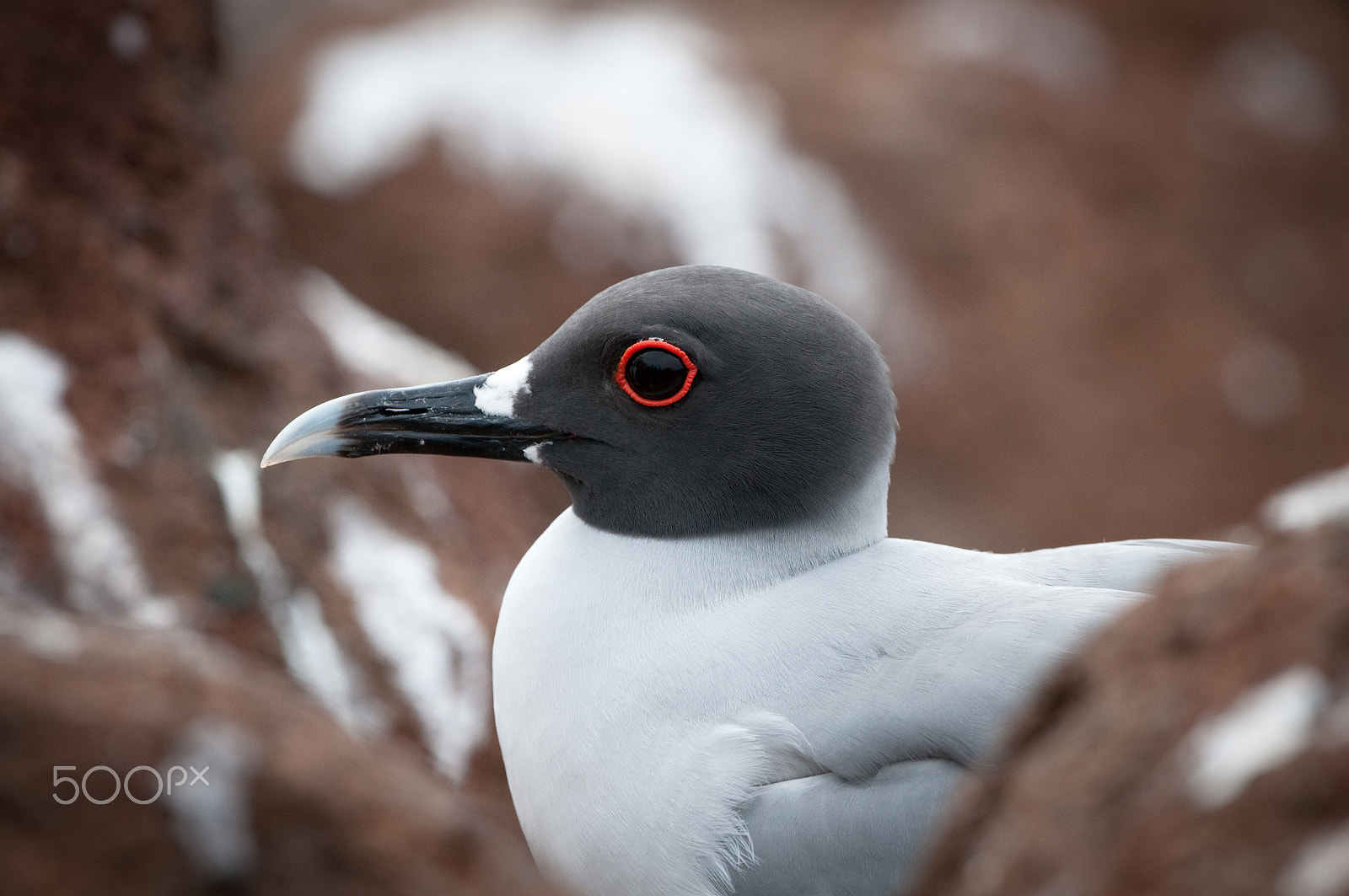 Nikon D300 + Nikon AF-S Nikkor 500mm F4G ED VR sample photo. Galaspagos lava gull photography