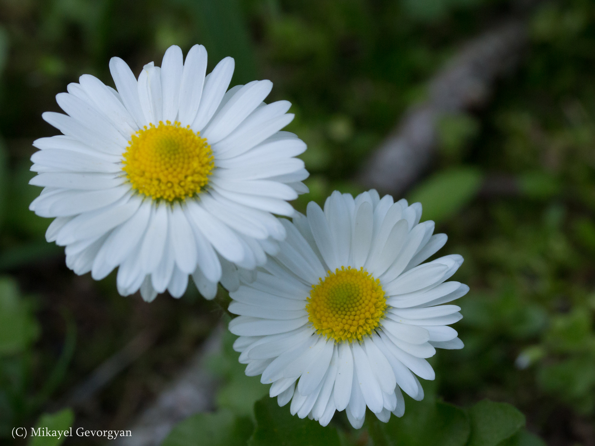 Canon EF-S 60mm F2.8 Macro USM sample photo. Flowers photography