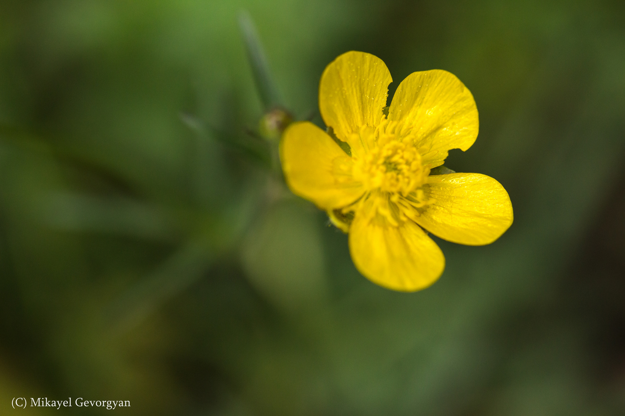 Canon EF-S 60mm F2.8 Macro USM sample photo. Flower photography